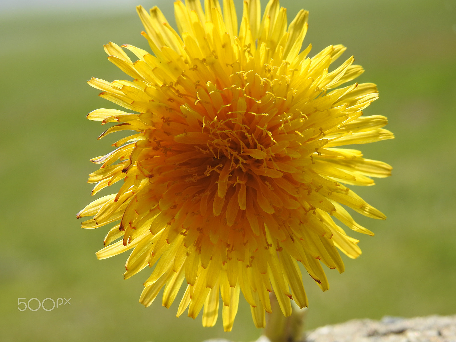 Nikon COOLPIX P900s sample photo. A sun kissed dandelion photography