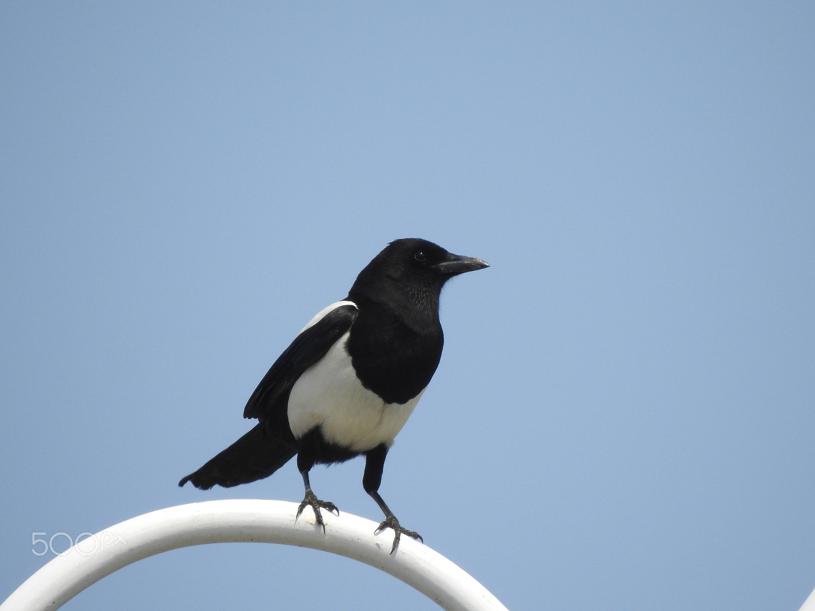 Nikon COOLPIX P900s sample photo. Perched on a streetlamp photography