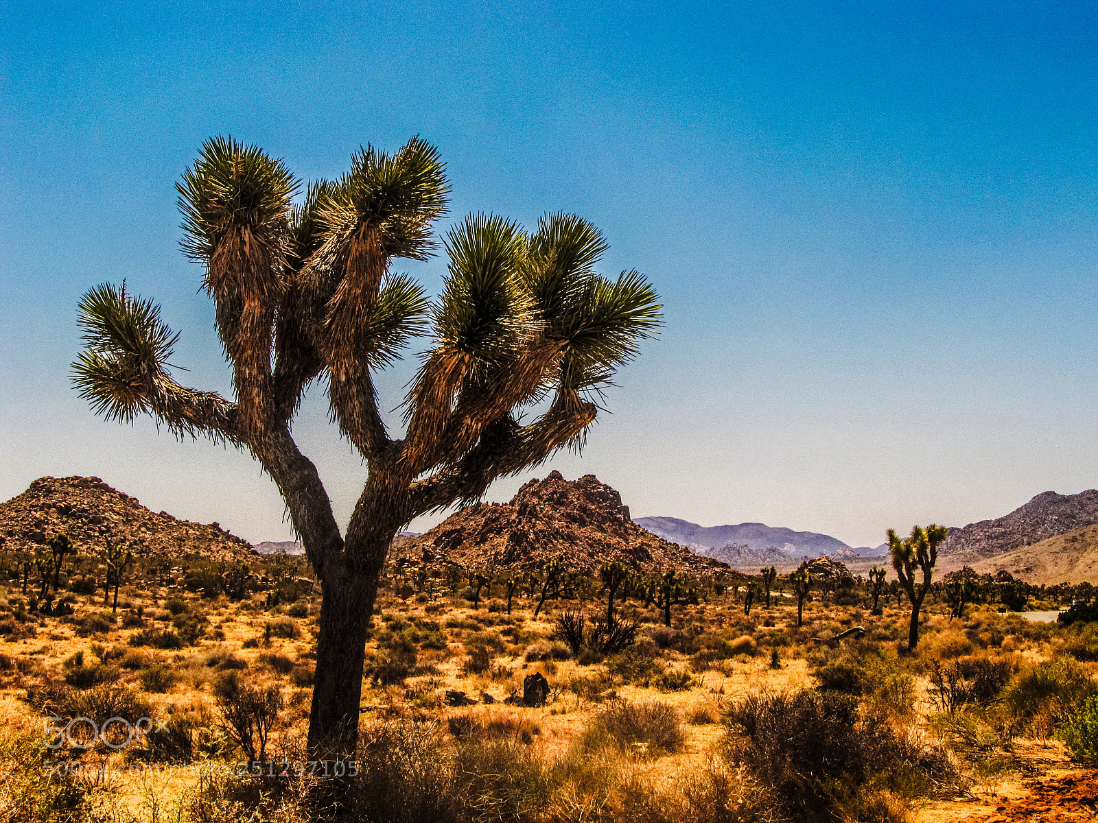 Canon PowerShot SX130 IS sample photo. Joshua tree photography