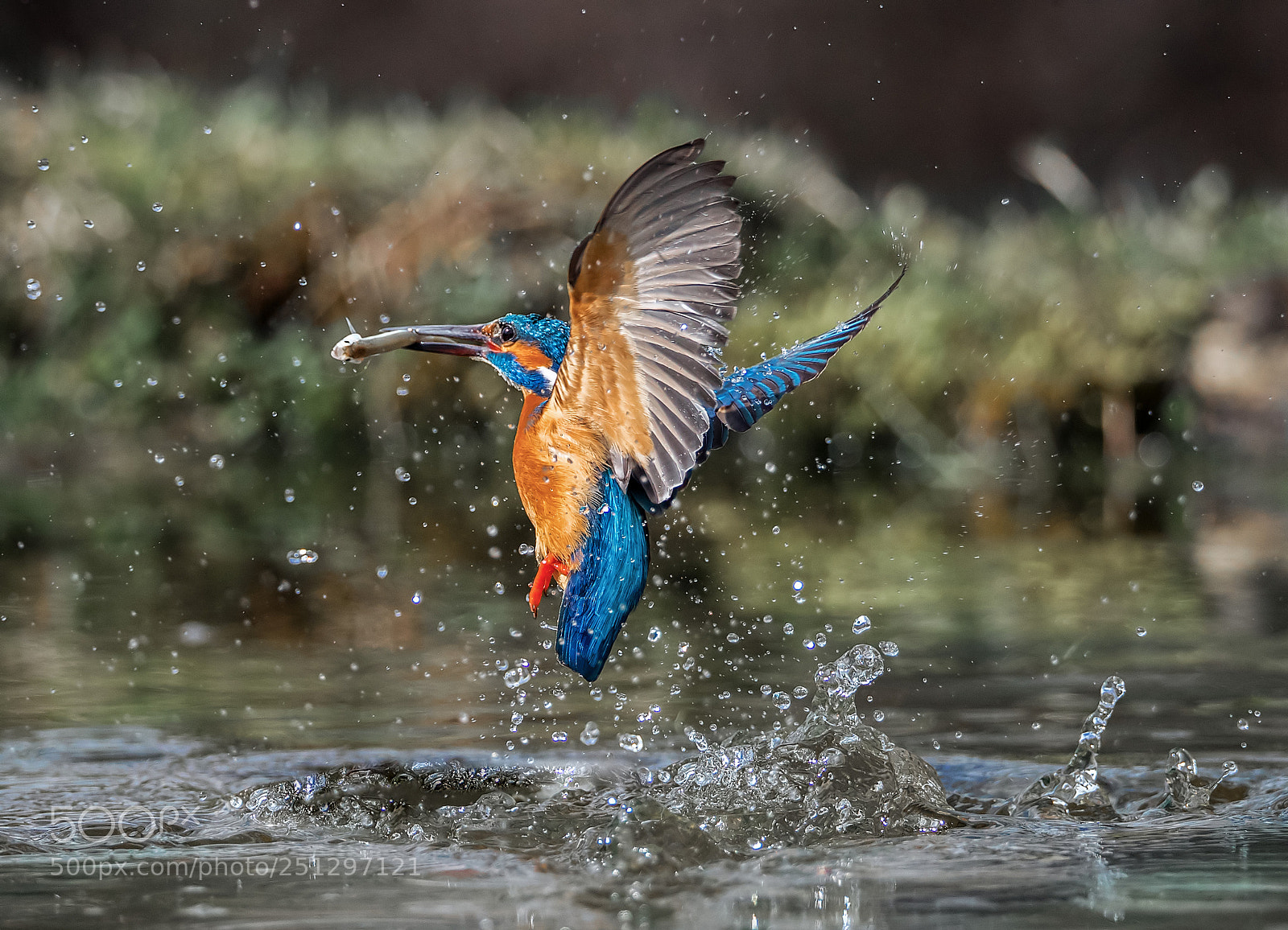 Canon EOS-1D X Mark II sample photo. Kingfisher splash vi!!! photography