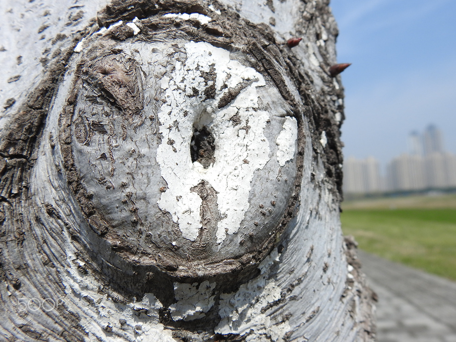 Nikon COOLPIX P900s sample photo. Circles in nature photography