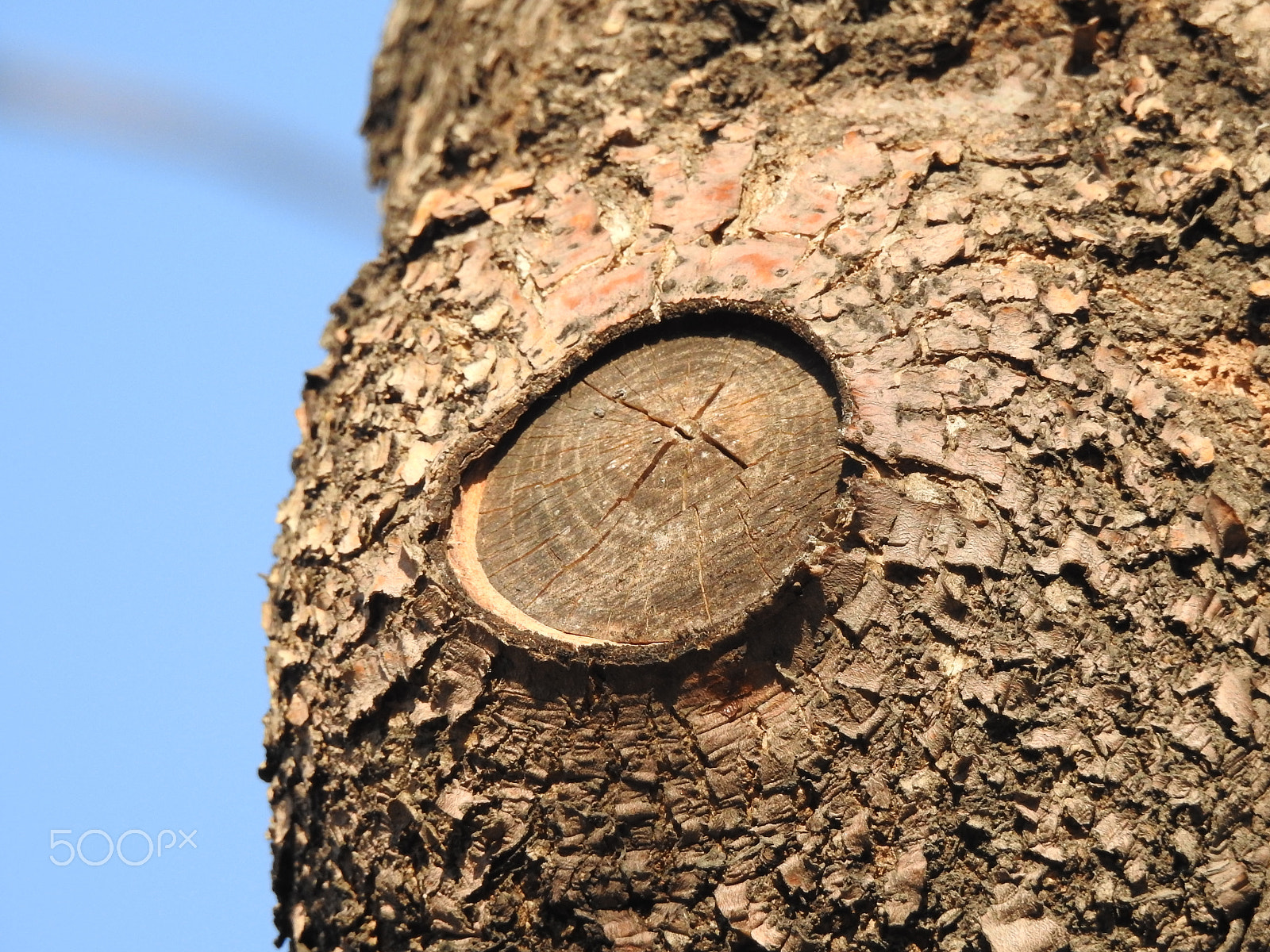 Nikon COOLPIX P900s sample photo. A lost branch photography