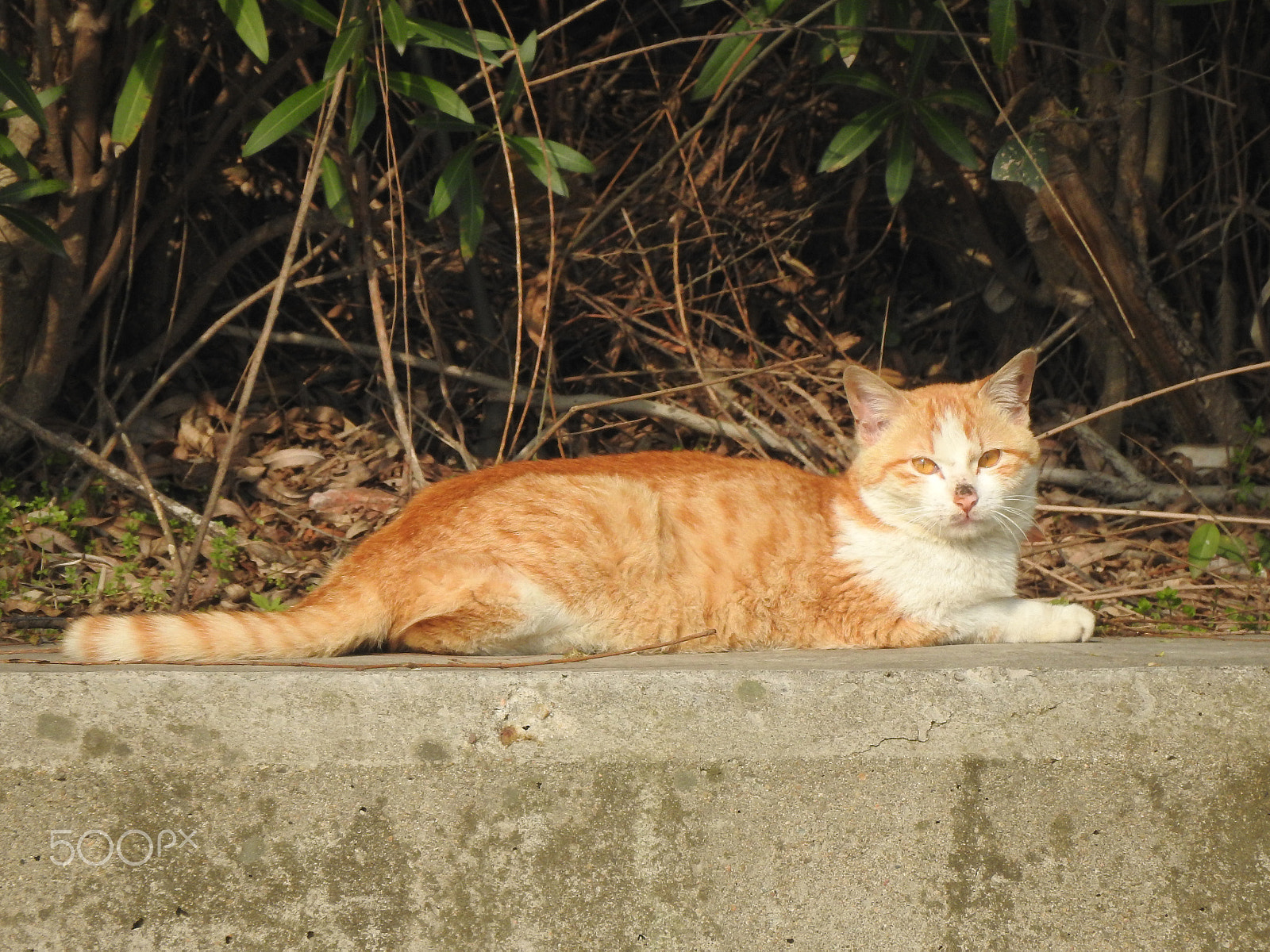 Nikon COOLPIX P900s sample photo. A resting cat photography