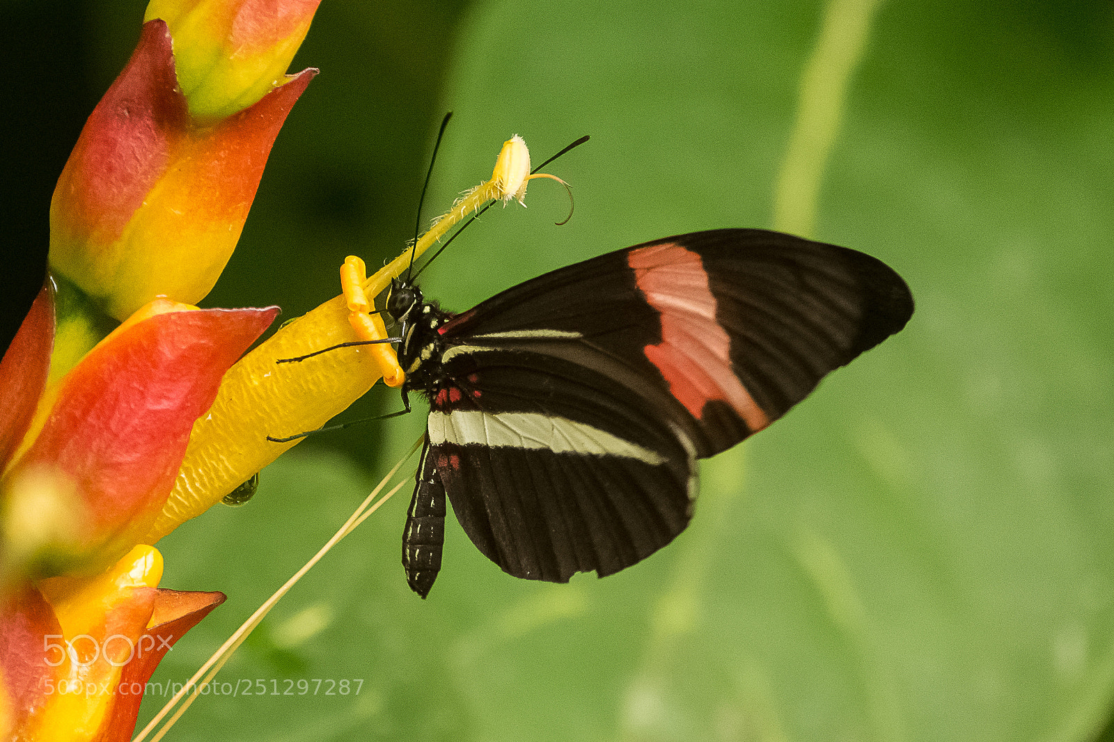 Nikon D7200 sample photo. Colors of the nature photography