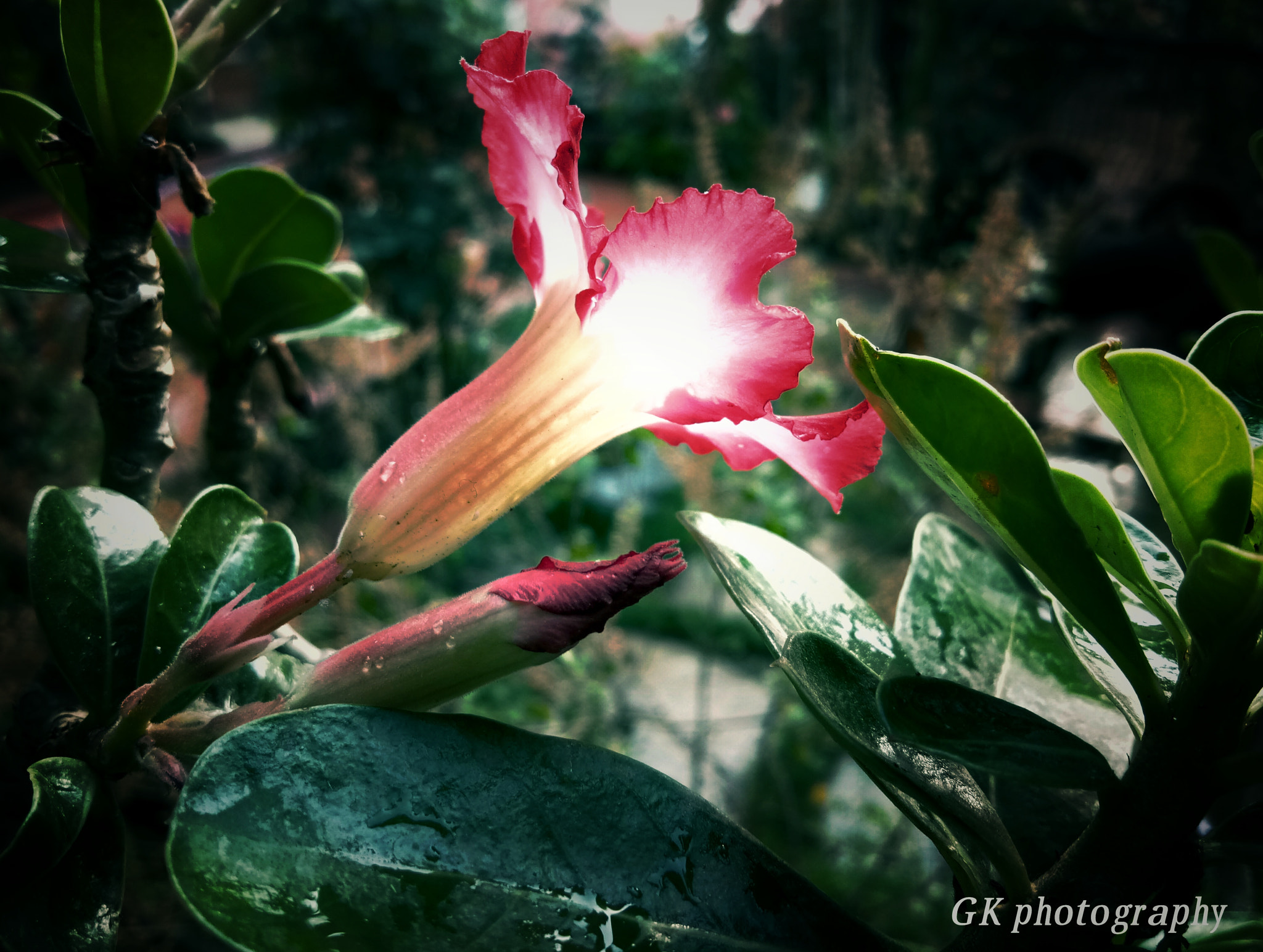 vivo 1601 sample photo. Gk photography