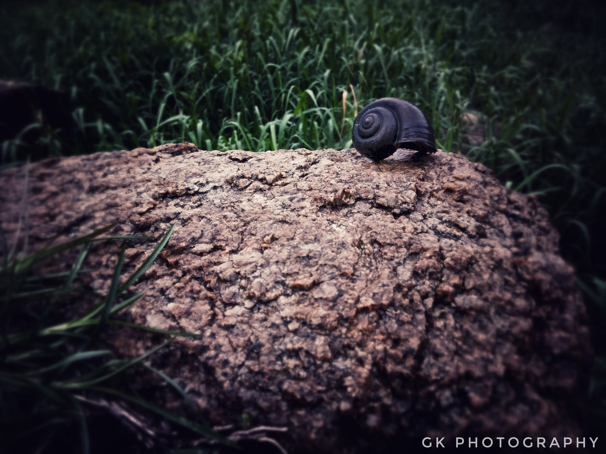 vivo 1601 sample photo