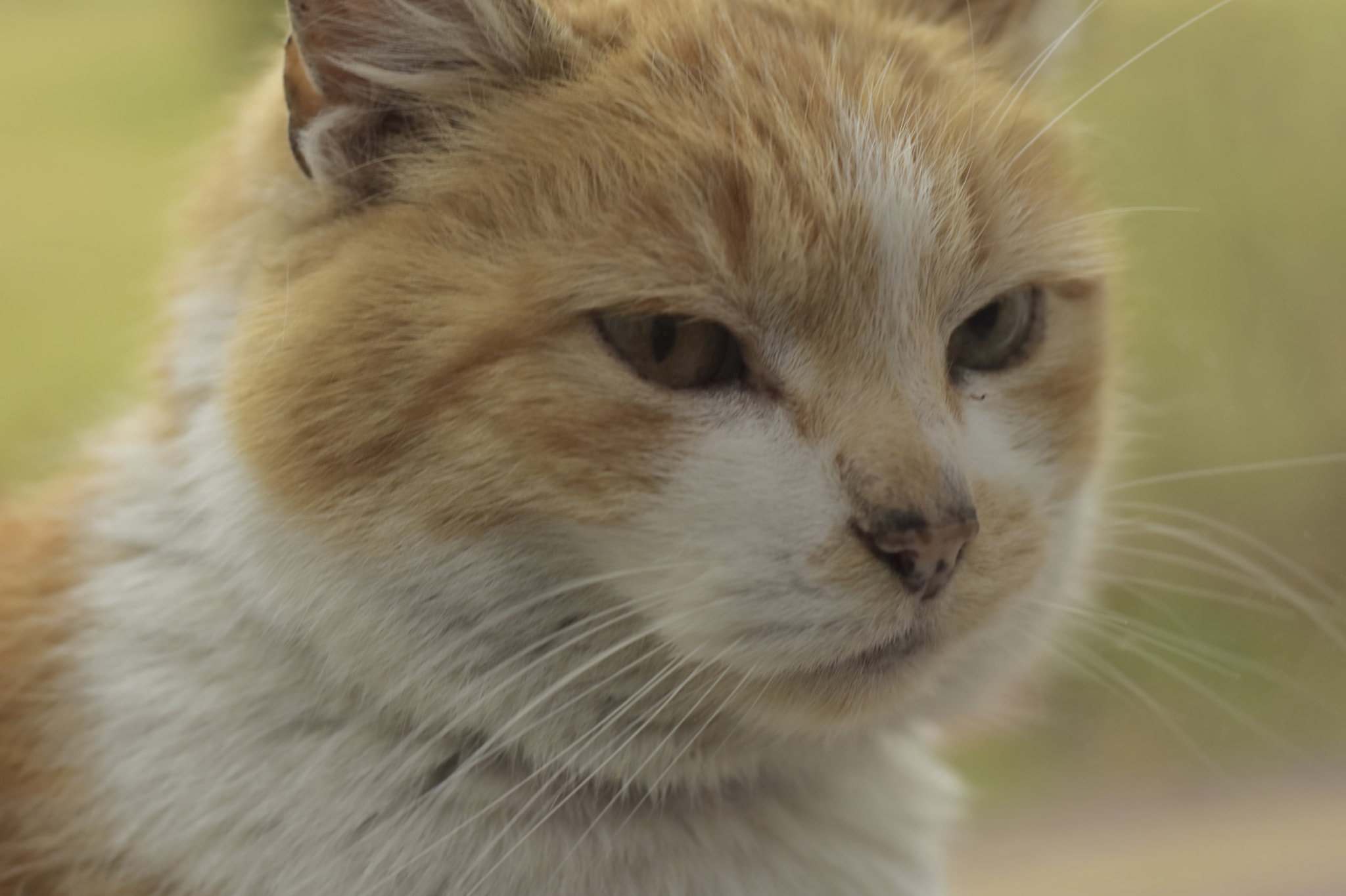 Nikon D5500 + Nikon AF Nikkor 50mm F1.8D sample photo. My cat, garfield photography