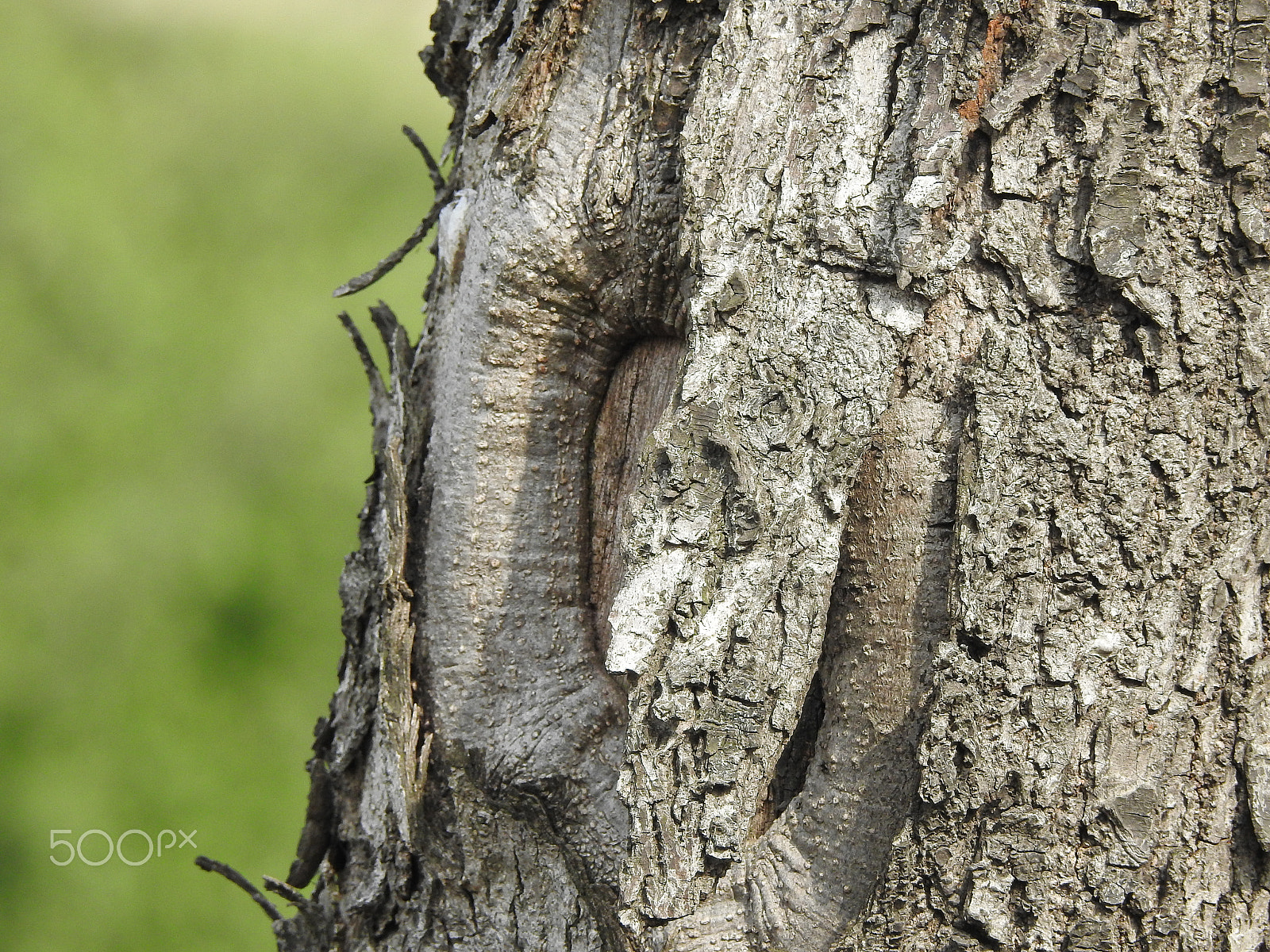 Nikon COOLPIX P900s sample photo. Tree bark in spring photography