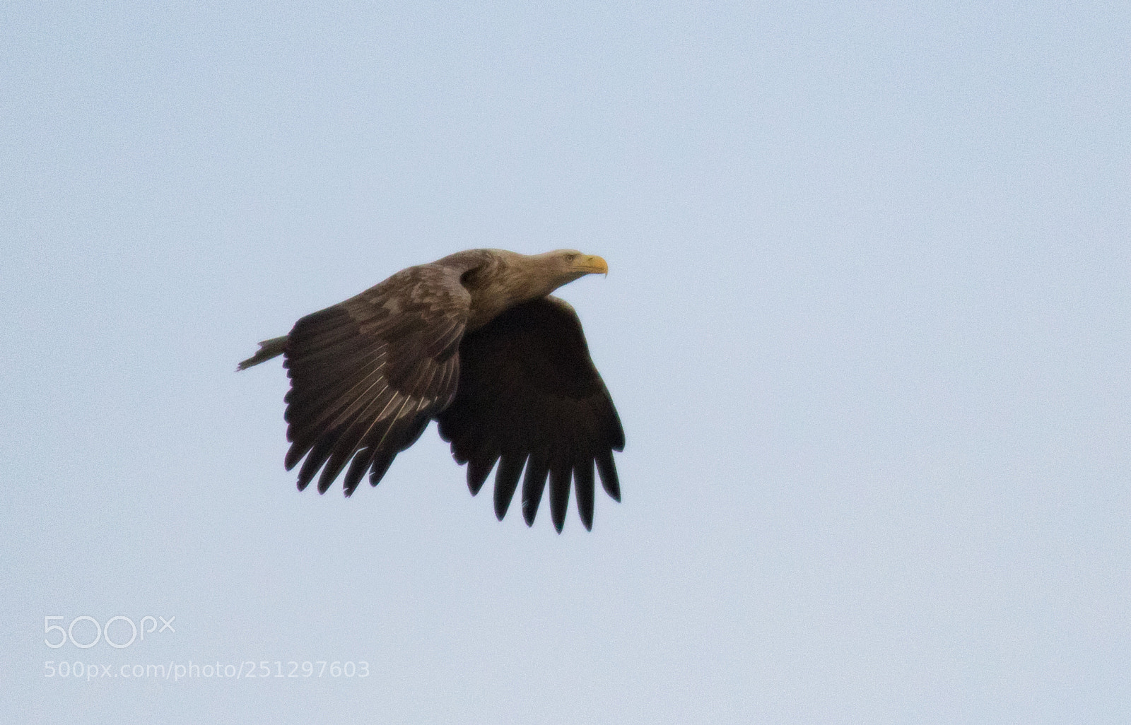 Canon EOS 7D Mark II sample photo. White tailed eagle photography