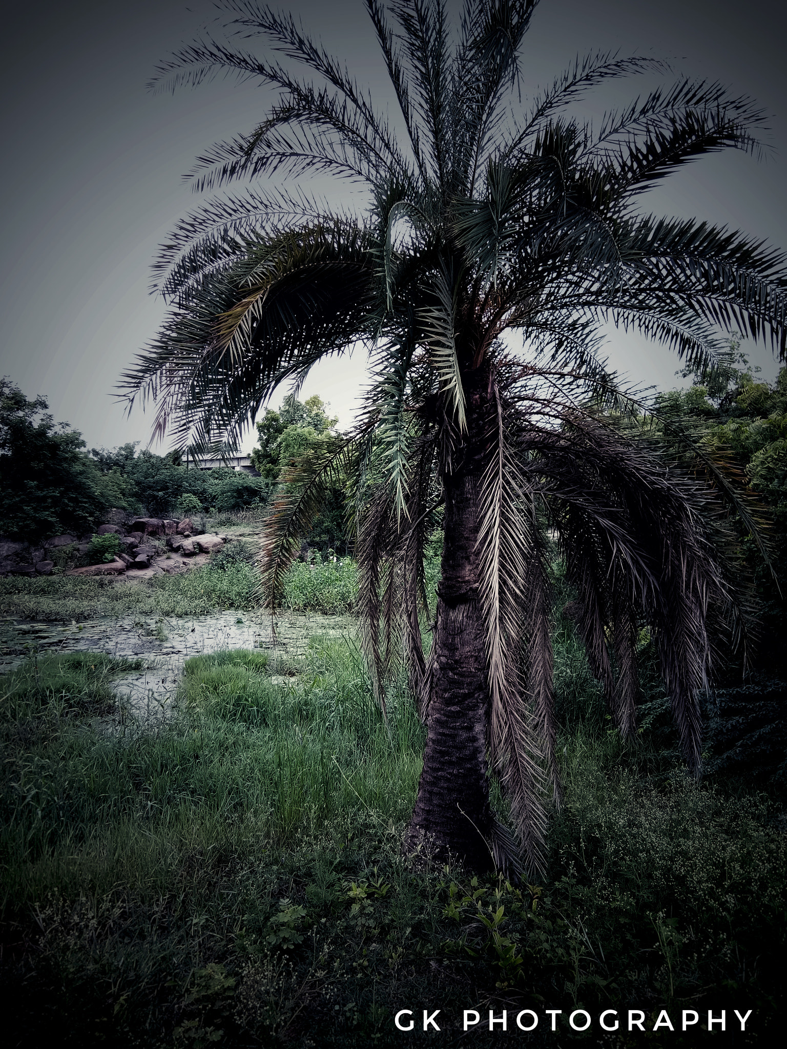 vivo 1601 sample photo