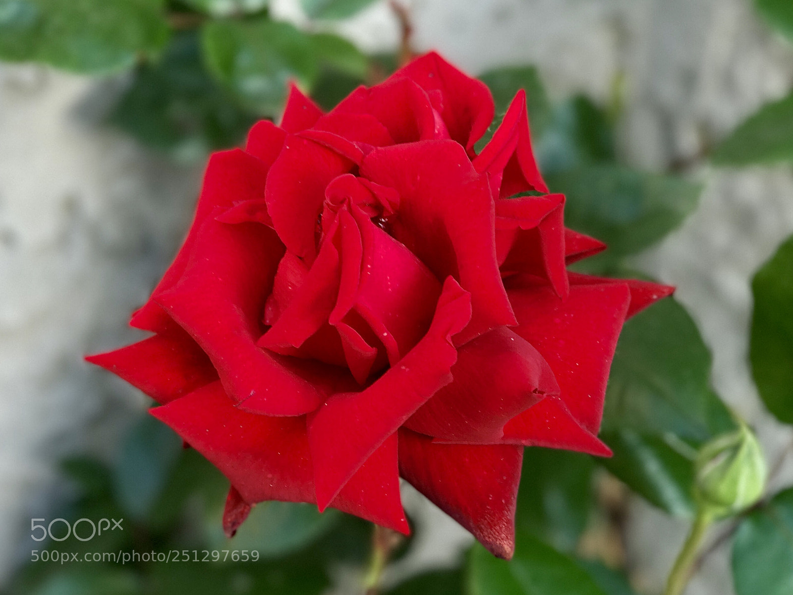 Apple iPhone 7 Plus sample photo. Red rose photography