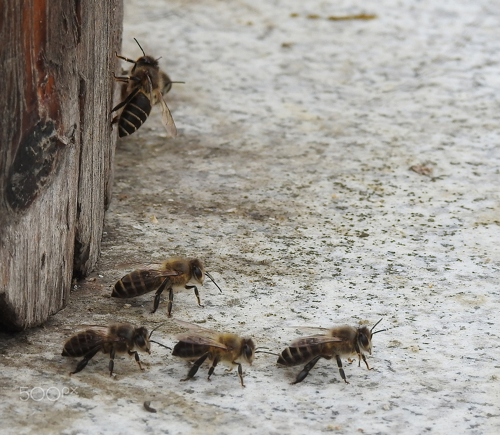 Nikon COOLPIX P900s sample photo. The marching bees photography