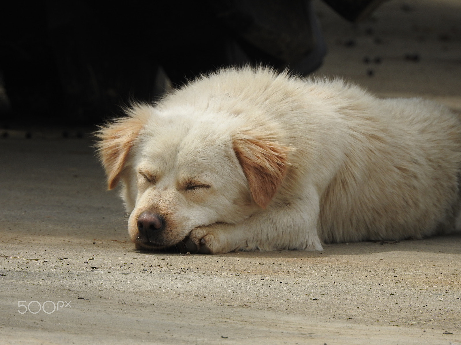 Nikon COOLPIX P900s sample photo. An afternoon nap photography