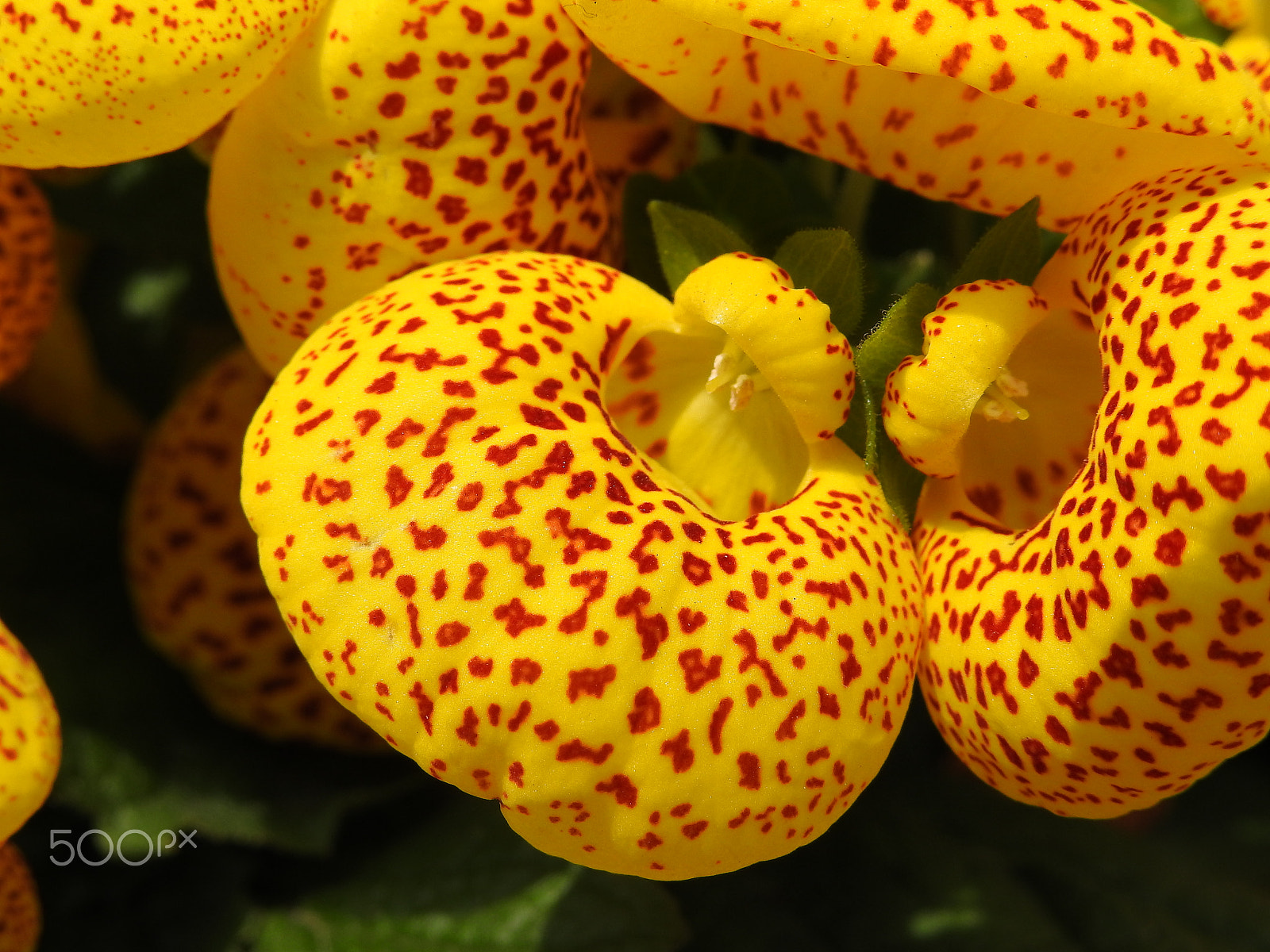Nikon COOLPIX P900s sample photo. Calceolaria in spring photography