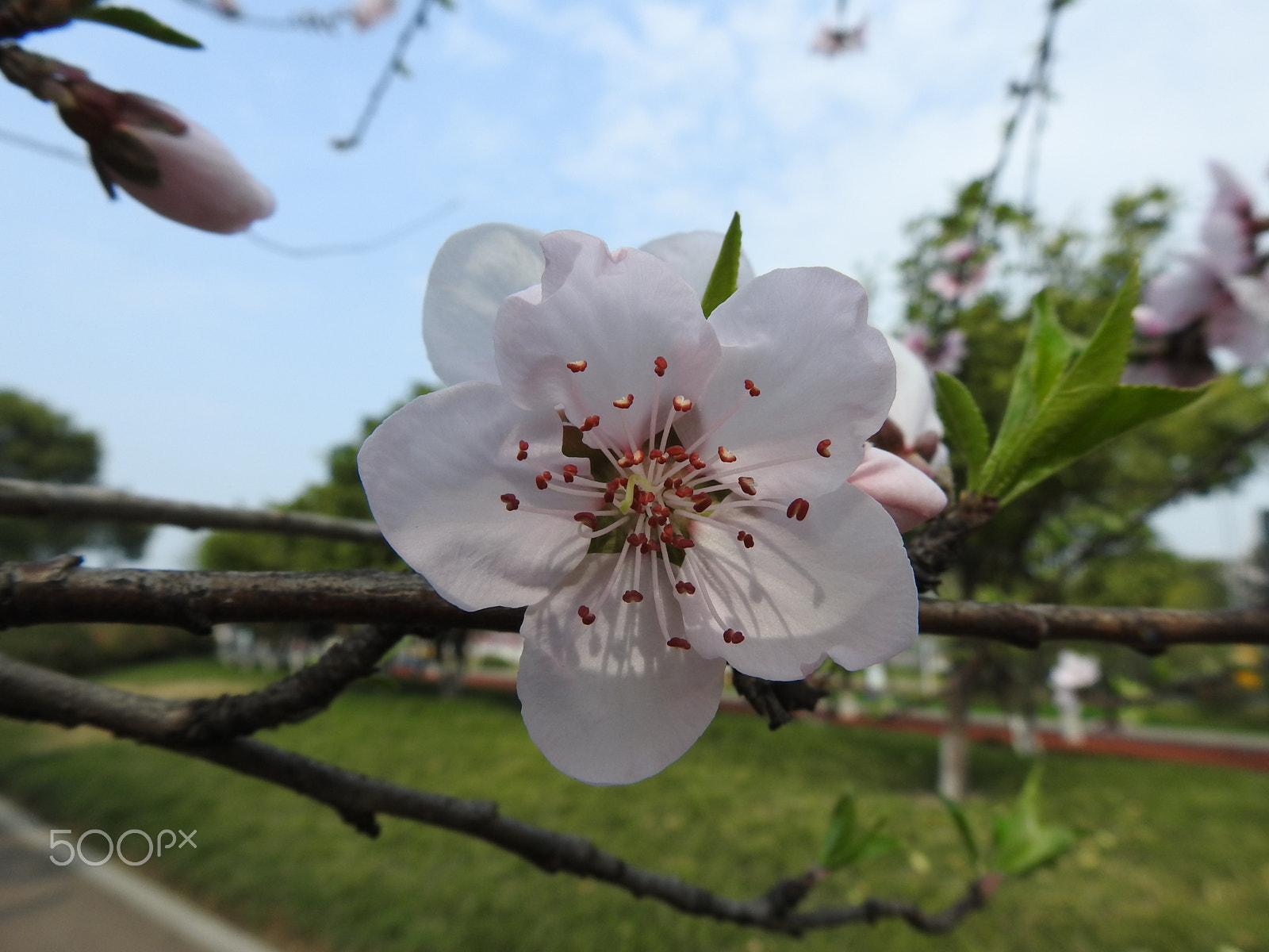 Nikon COOLPIX P900s sample photo. Cherry blossom in spring photography