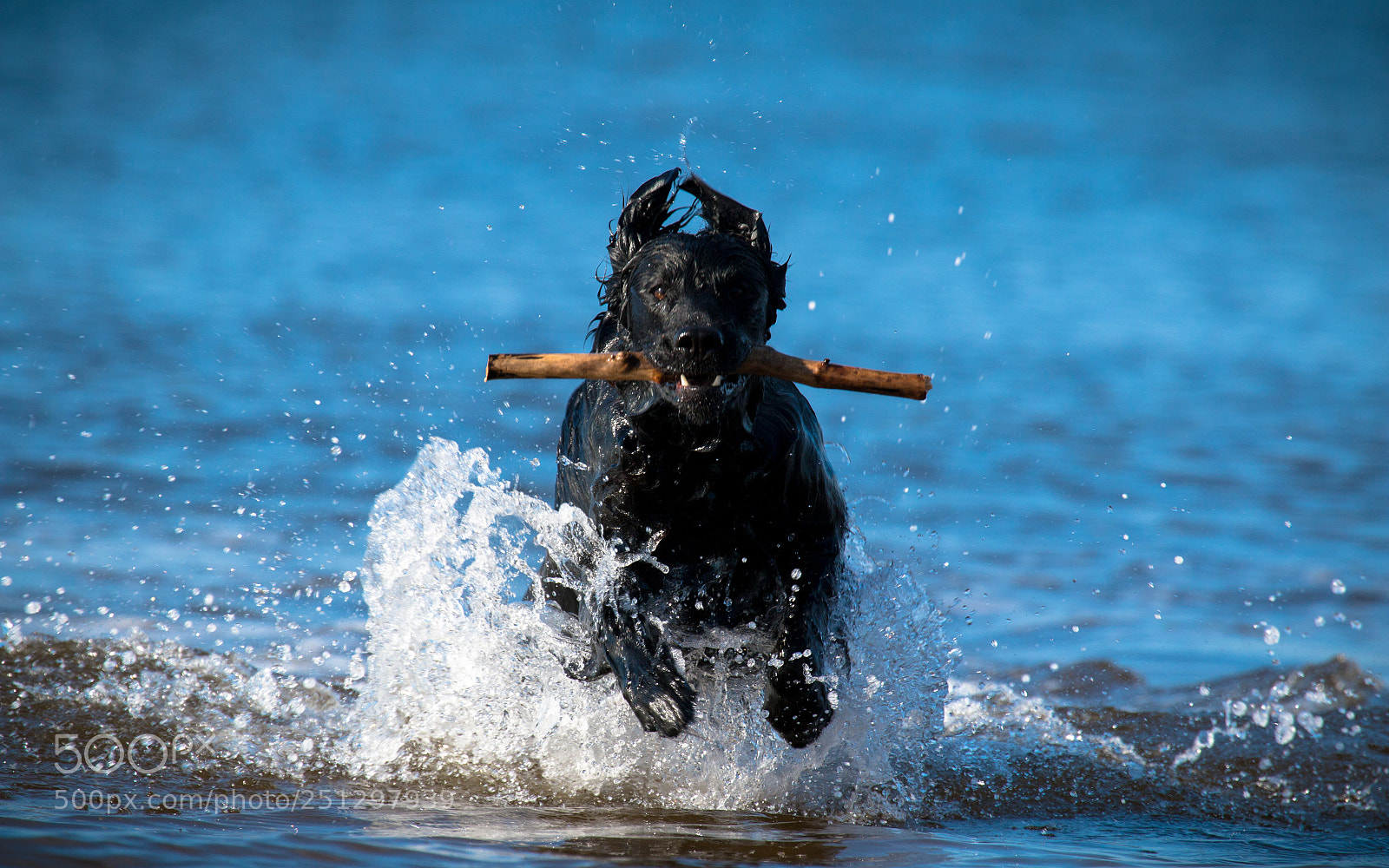 Canon EOS 70D sample photo. Sick fetch photography