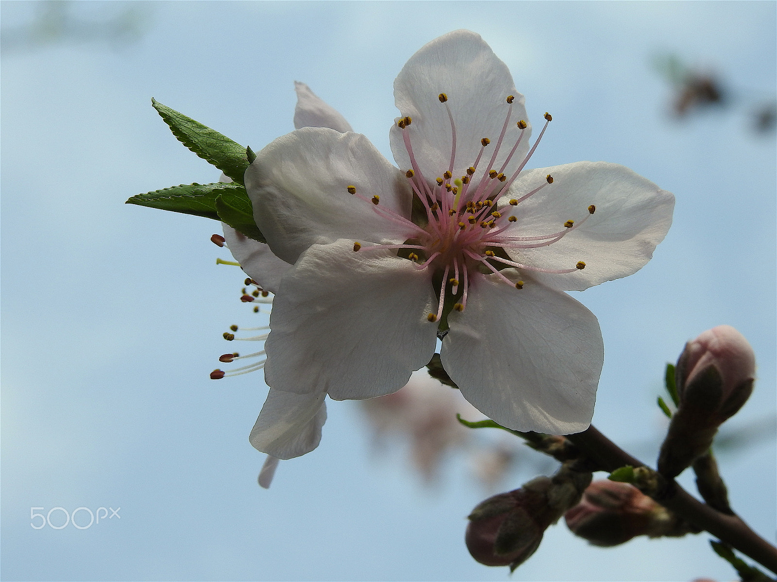 Nikon COOLPIX P900s sample photo. A blossom close-up photography