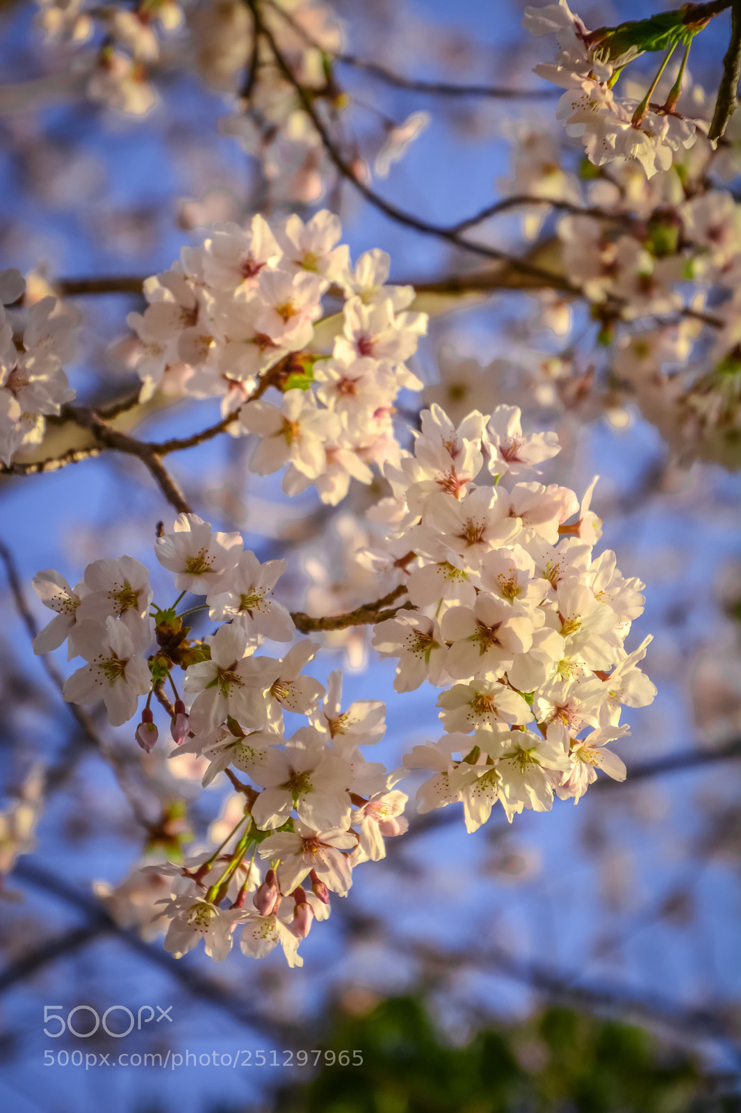 Nikon D7100 sample photo. Japanese cherry blossoms blooms photography
