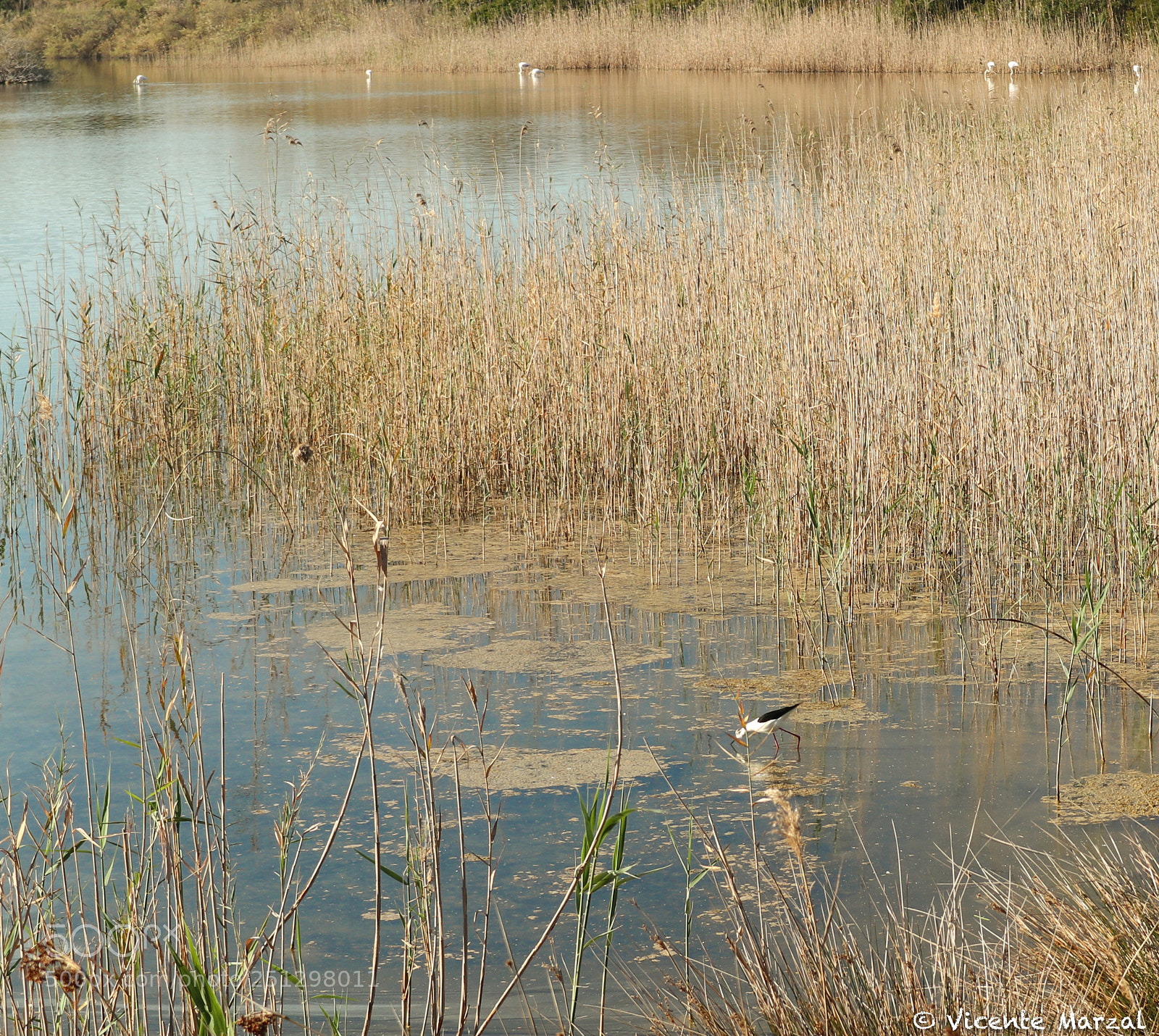Canon EOS M6 sample photo. Albufera centro aves photography