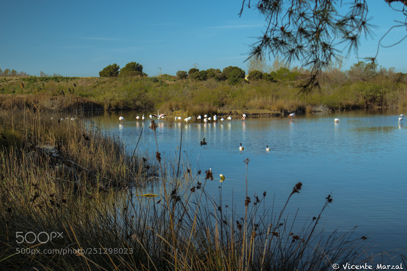 Canon EOS M6 sample photo. Albufera centro aves photography