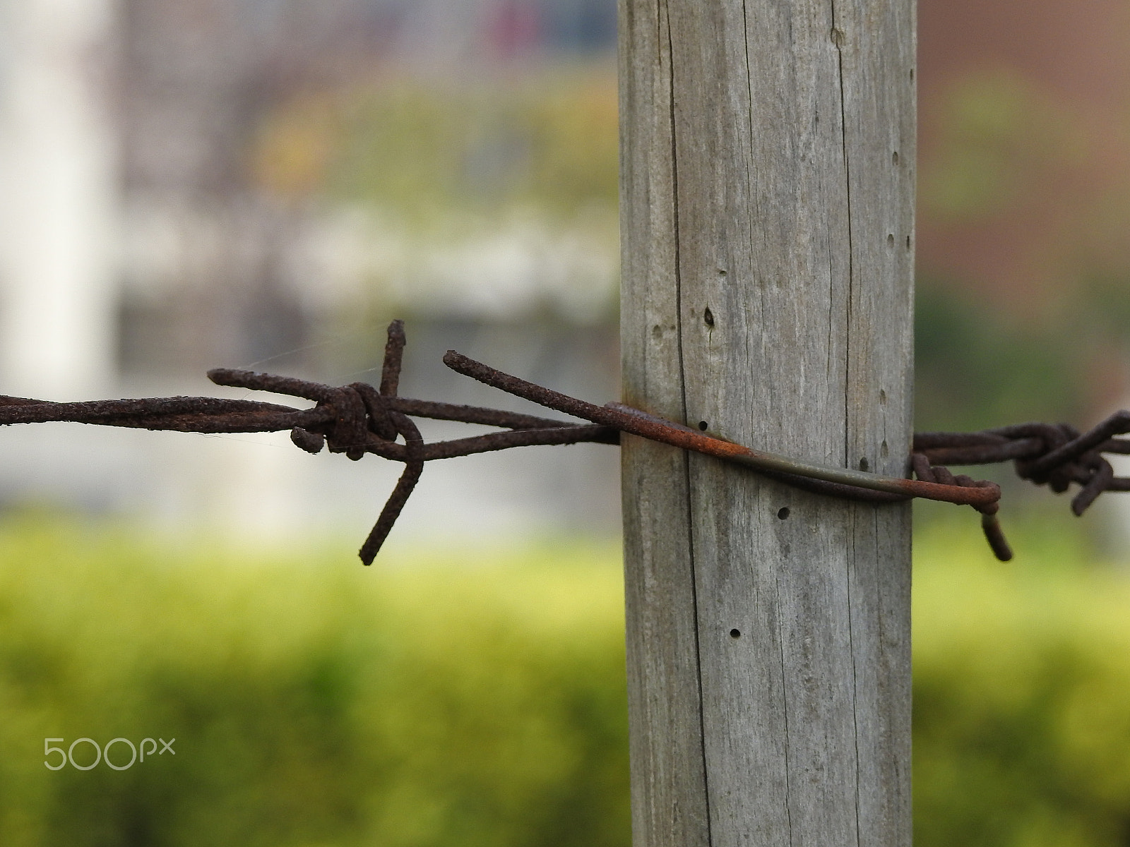 Nikon COOLPIX P900s sample photo. Barbed wire fence photography