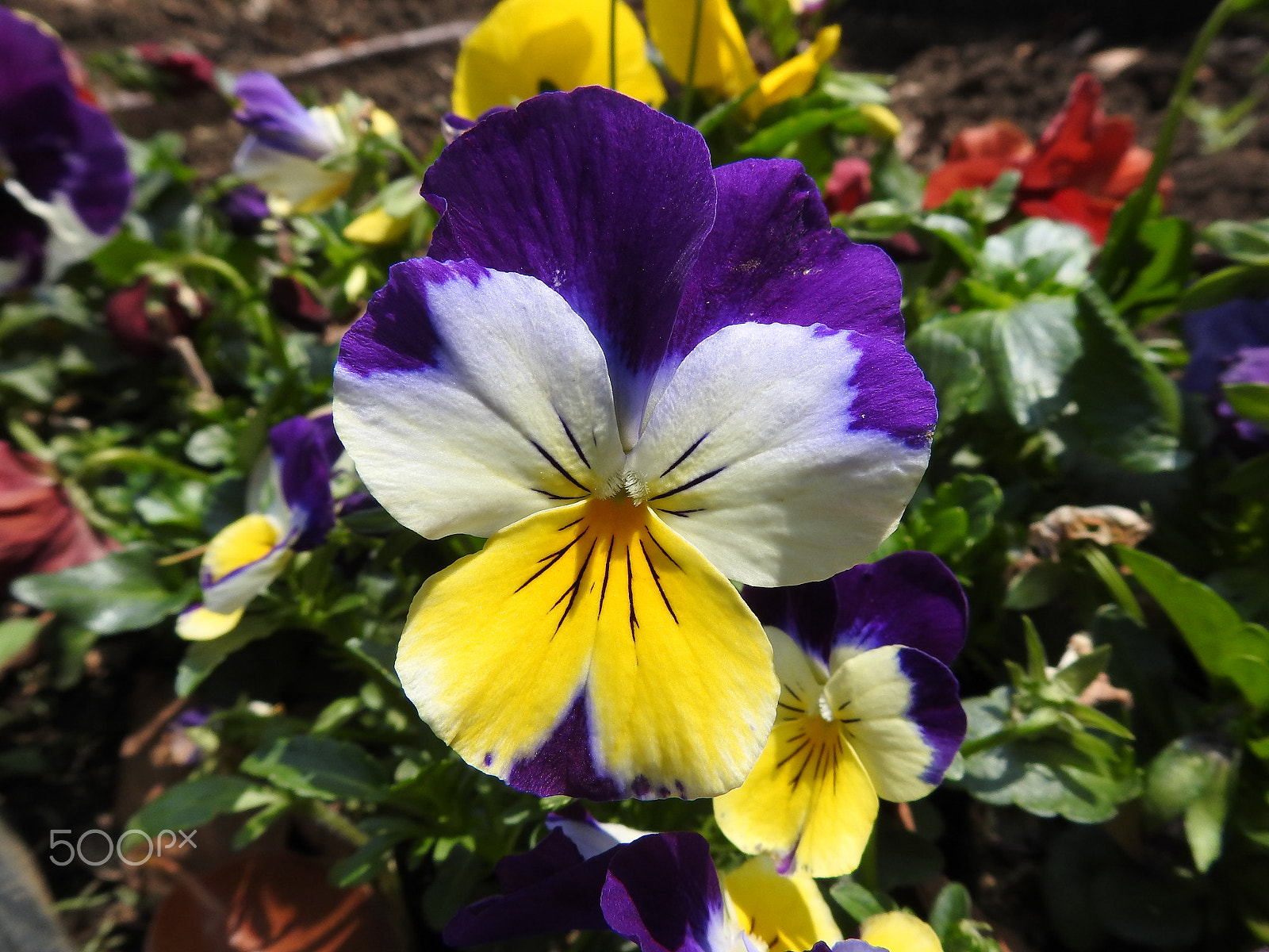 Nikon COOLPIX P900s sample photo. A pretty pansy photography