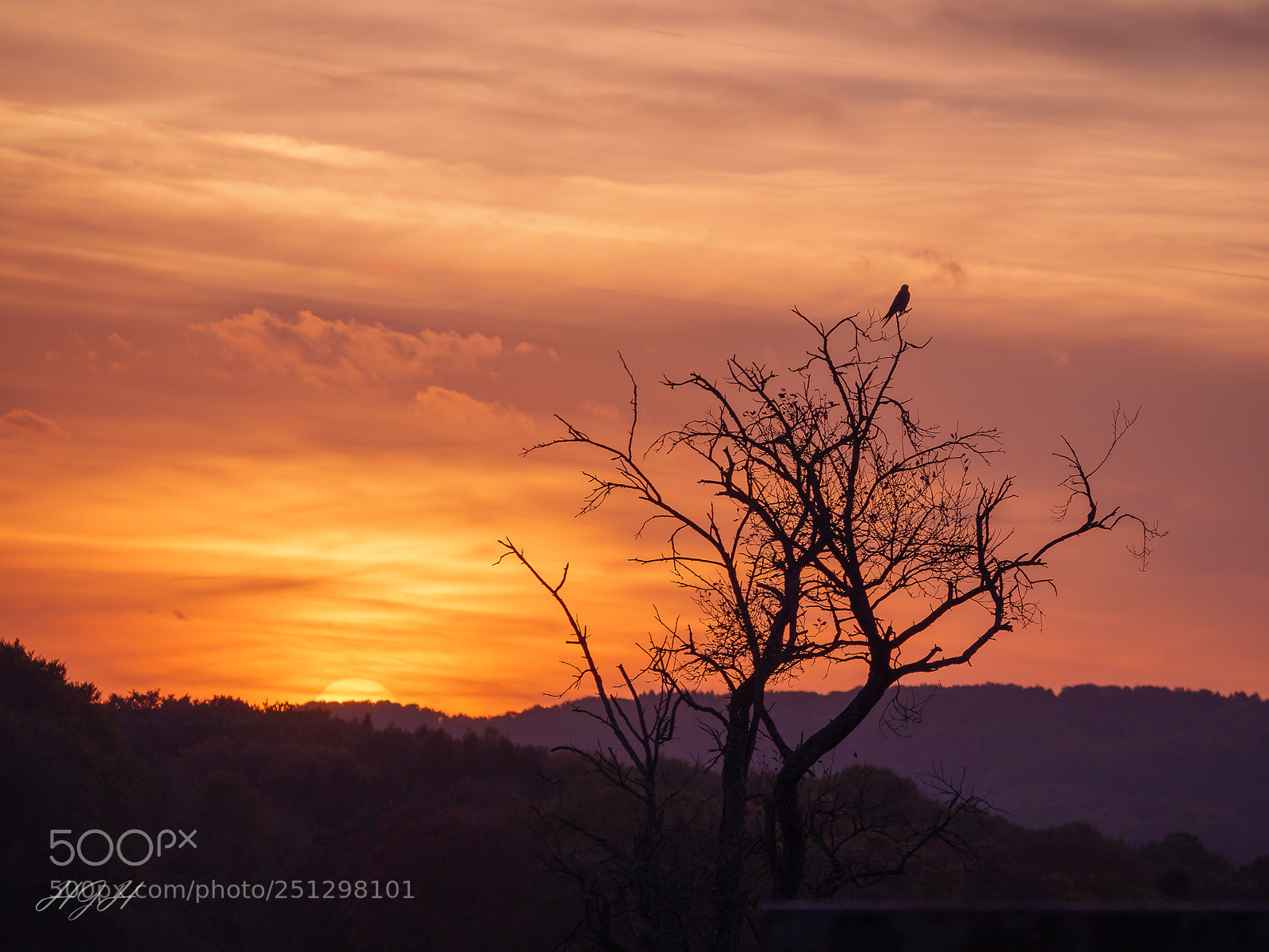 Panasonic Lumix DMC-GX8 sample photo. Lonely sparrowhawk watching sunset photography