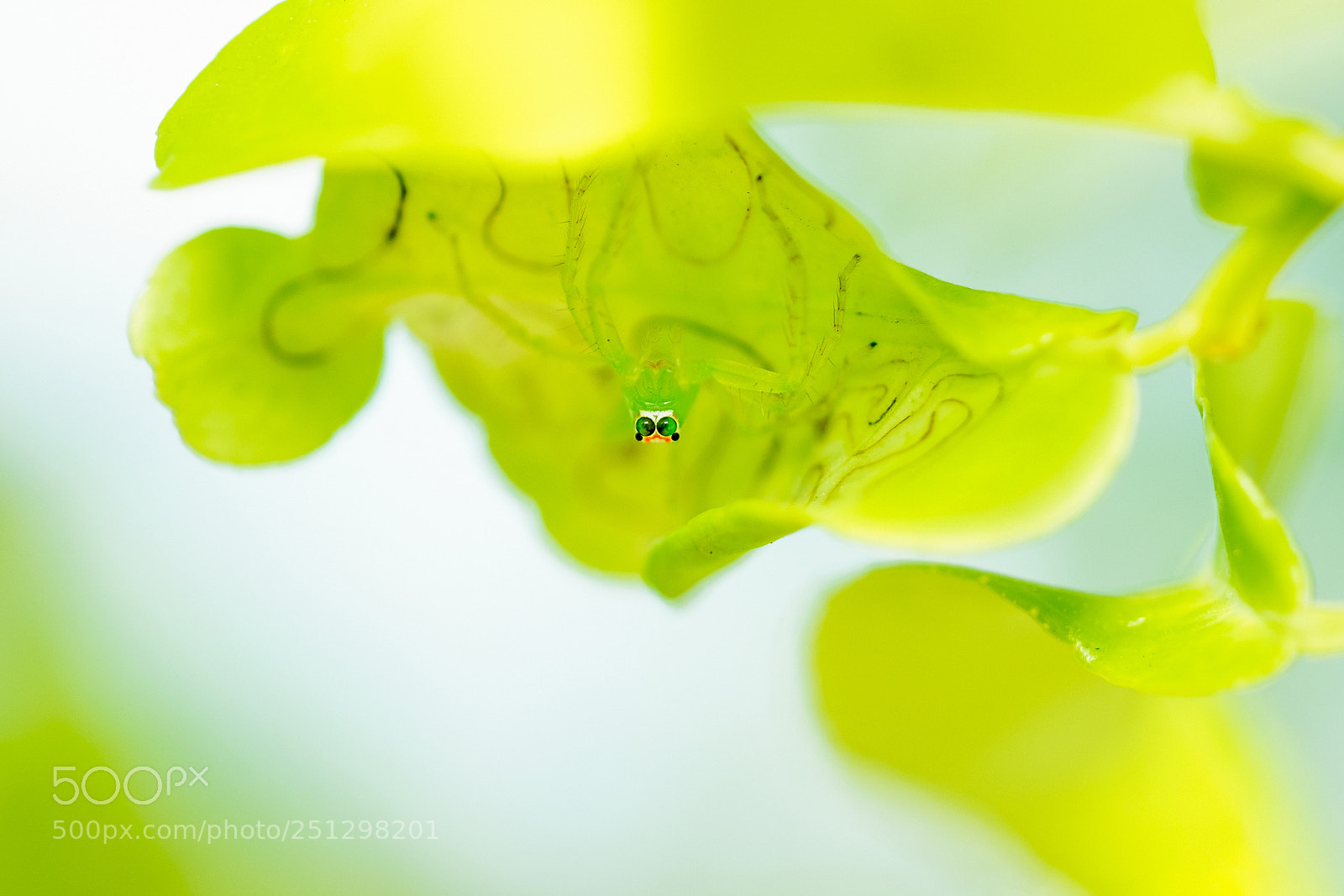 Fujifilm X-T2 sample photo. Magnolia green jumper spider photography