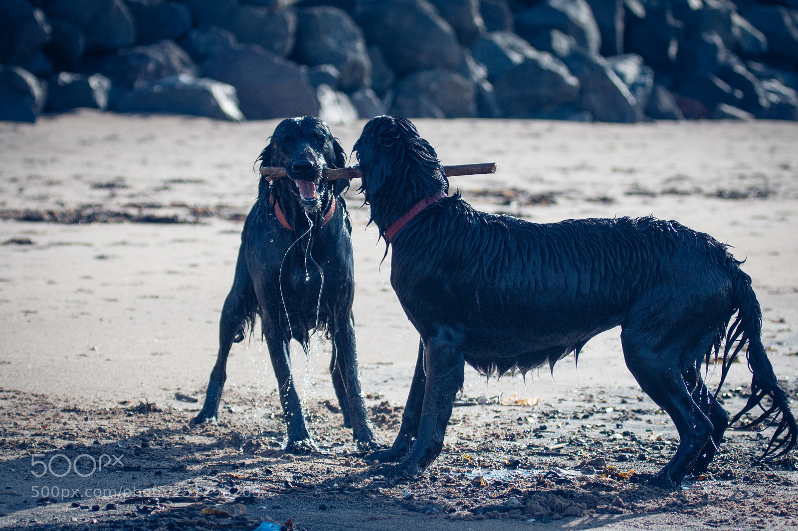 Canon EOS 70D sample photo. Stick war photography