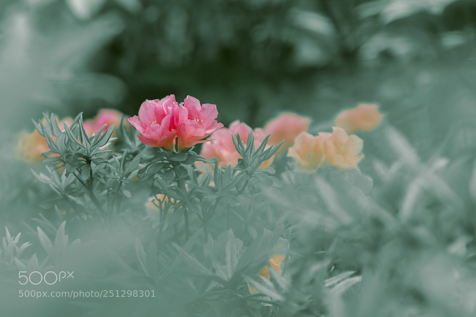Nikon D800 sample photo. Untitled photography