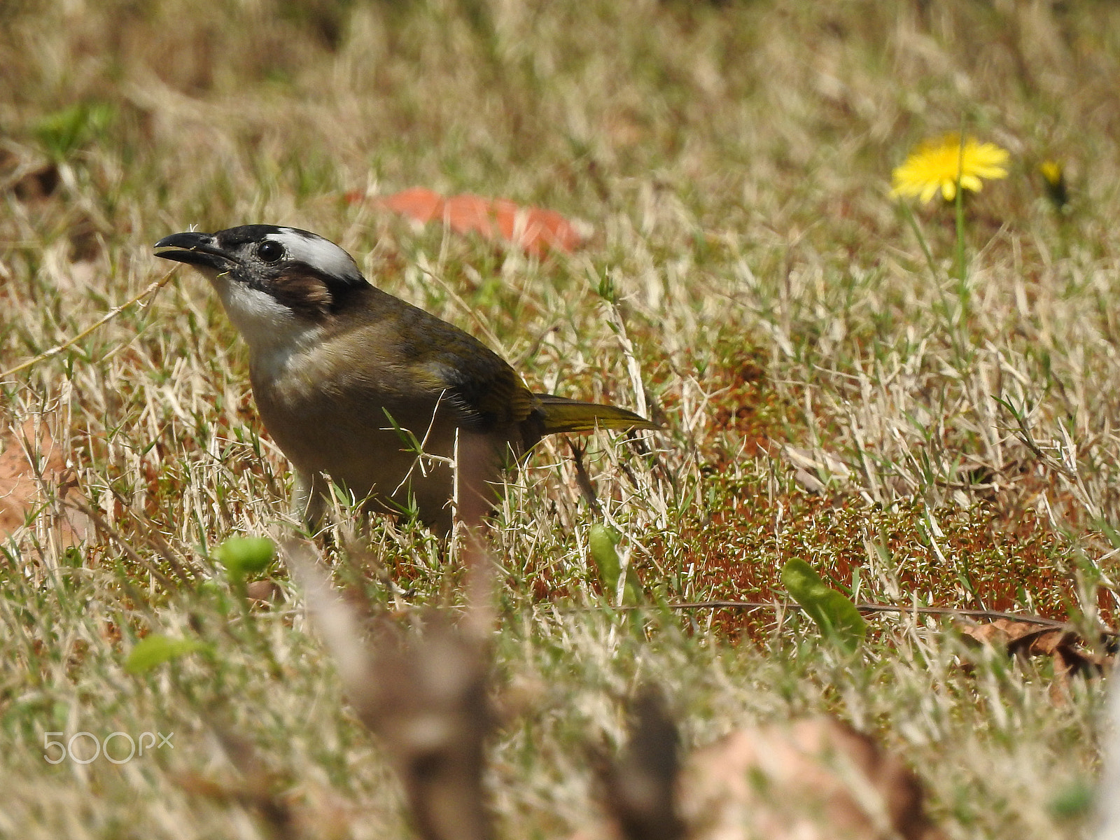 Nikon COOLPIX P900s sample photo. Collecting for a nest photography