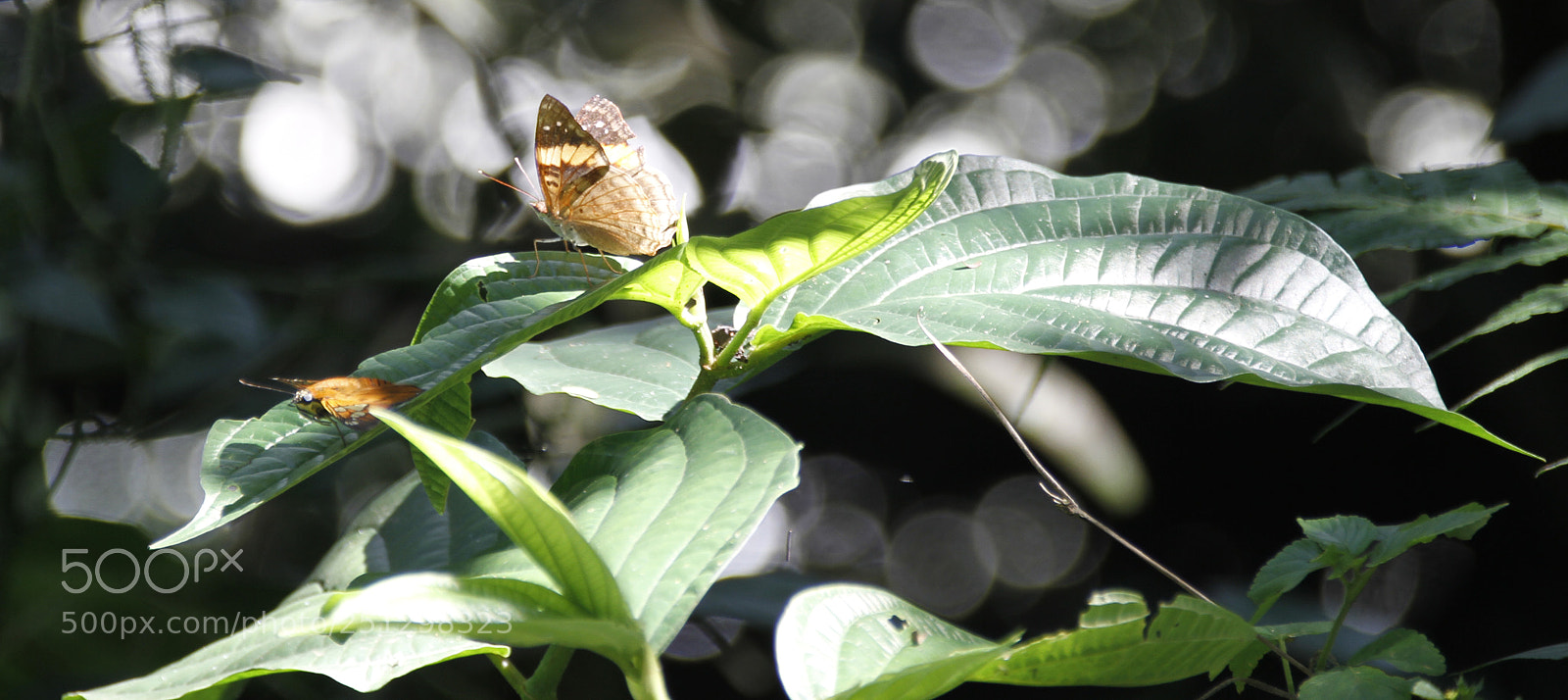 Canon EOS 7D sample photo. Mariposas, cataratas de iguaz photography