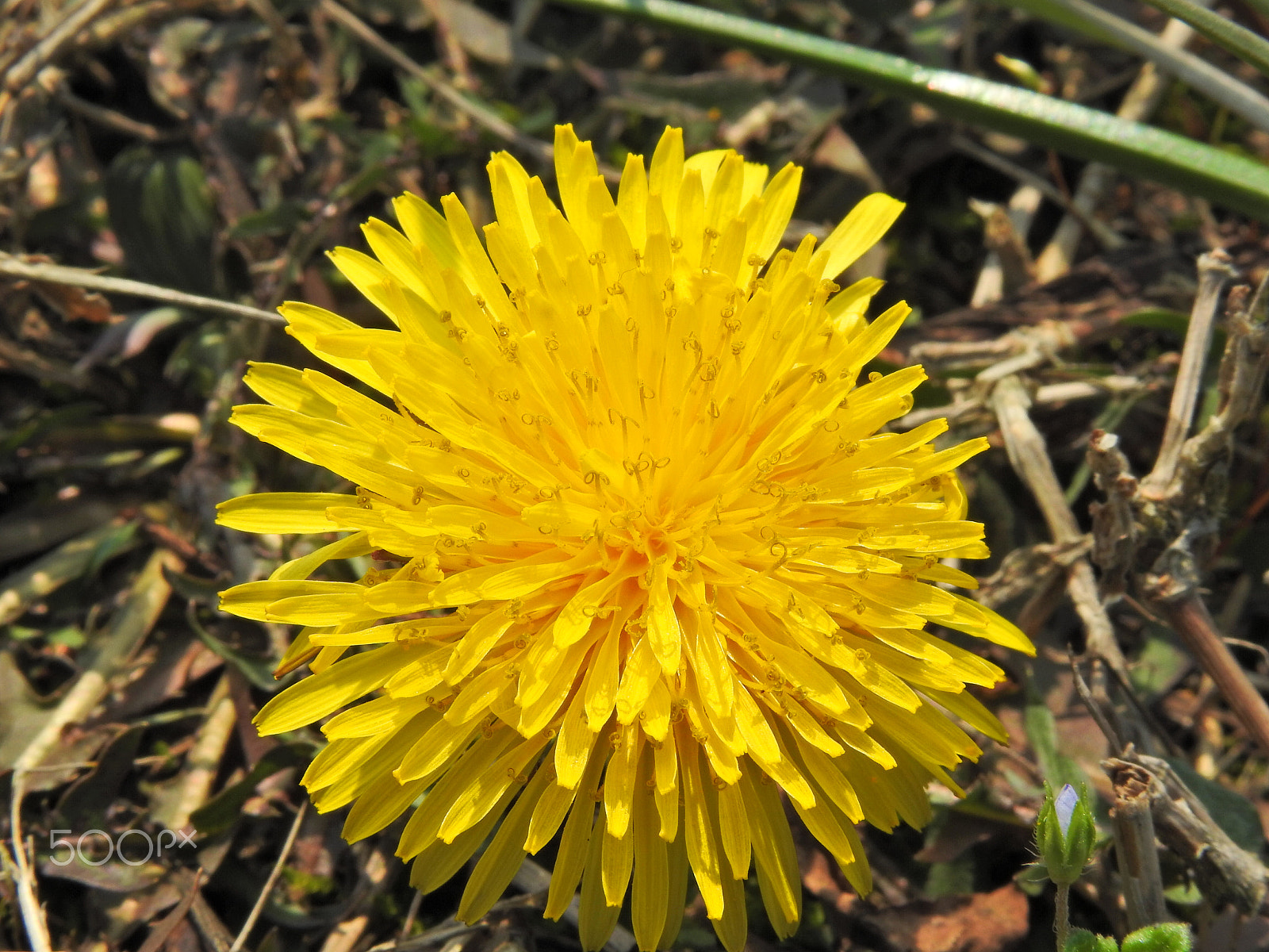 Nikon COOLPIX P900s sample photo. A dandelion close-up photography