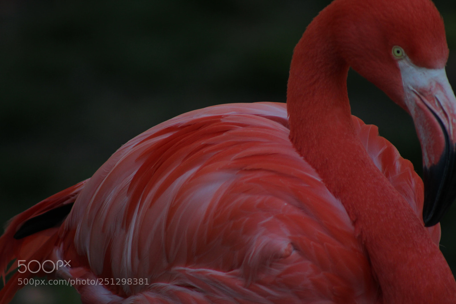 Canon EF 75-300mm f/4-5.6 sample photo. The beautiful flamingo photography