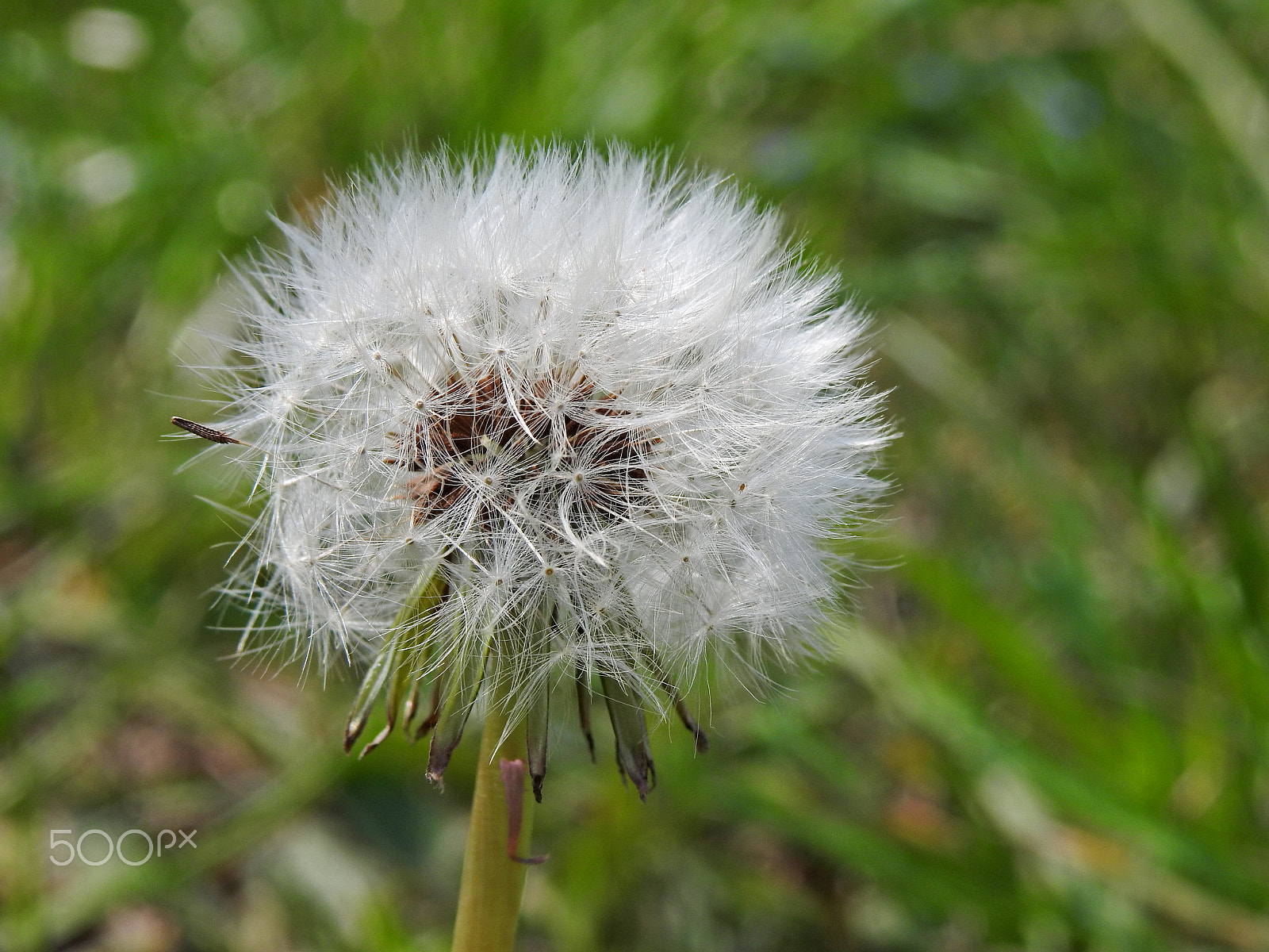 Nikon COOLPIX P900s sample photo. Seeds of a dandelion photography