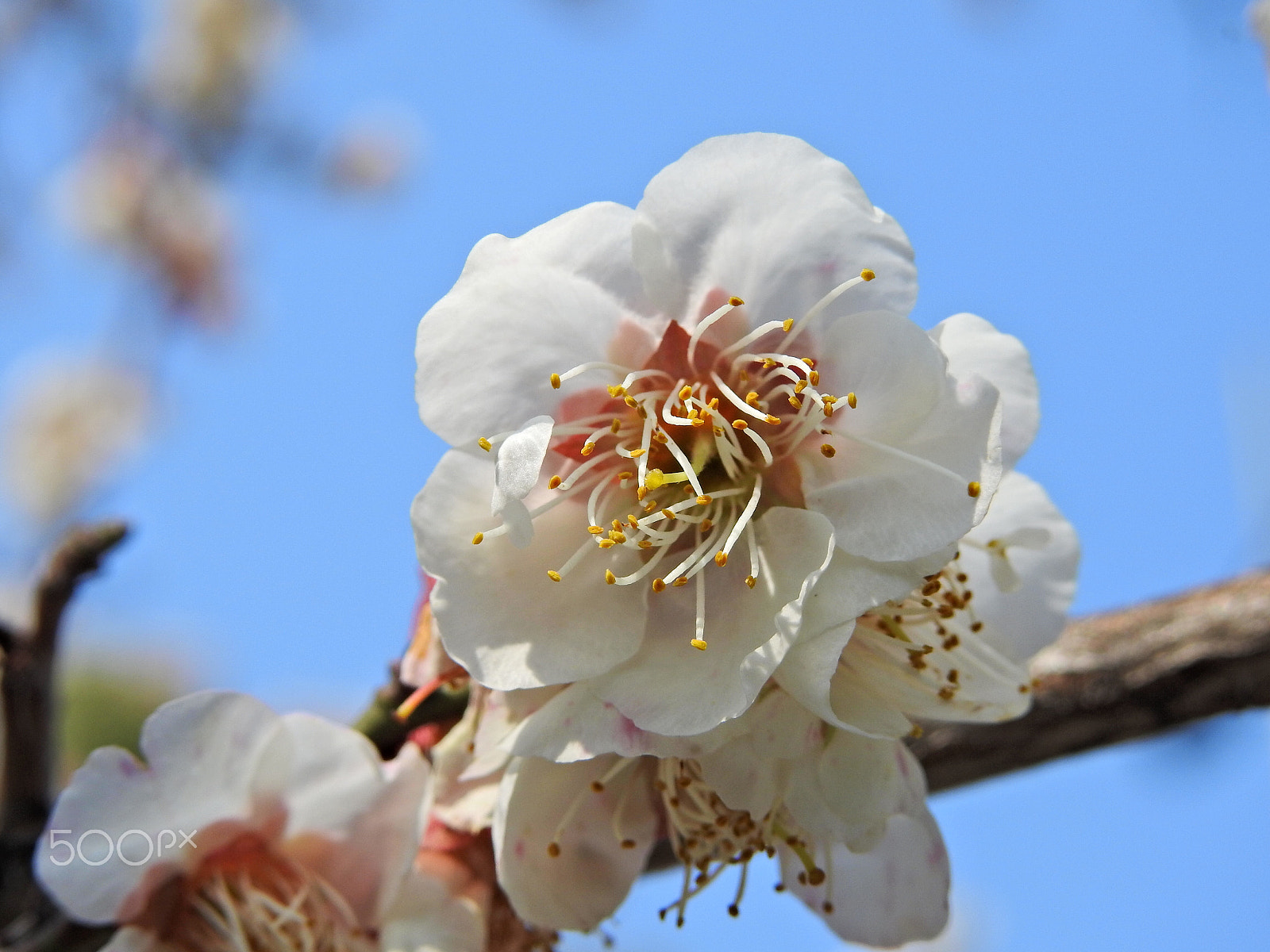 Nikon COOLPIX P900s sample photo. Flowers in bloom photography