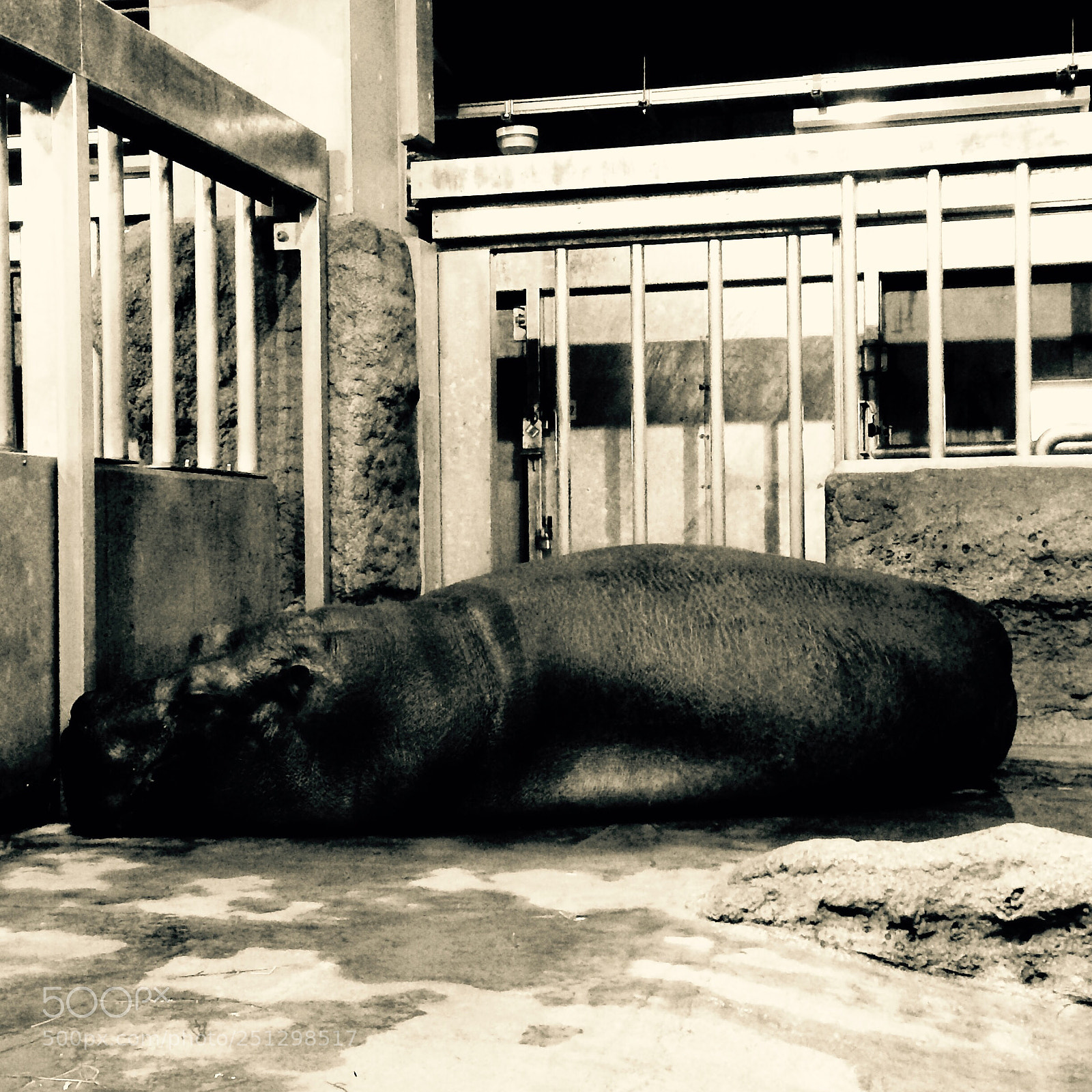 Apple iPhone 5s sample photo. Hippopotamus photography