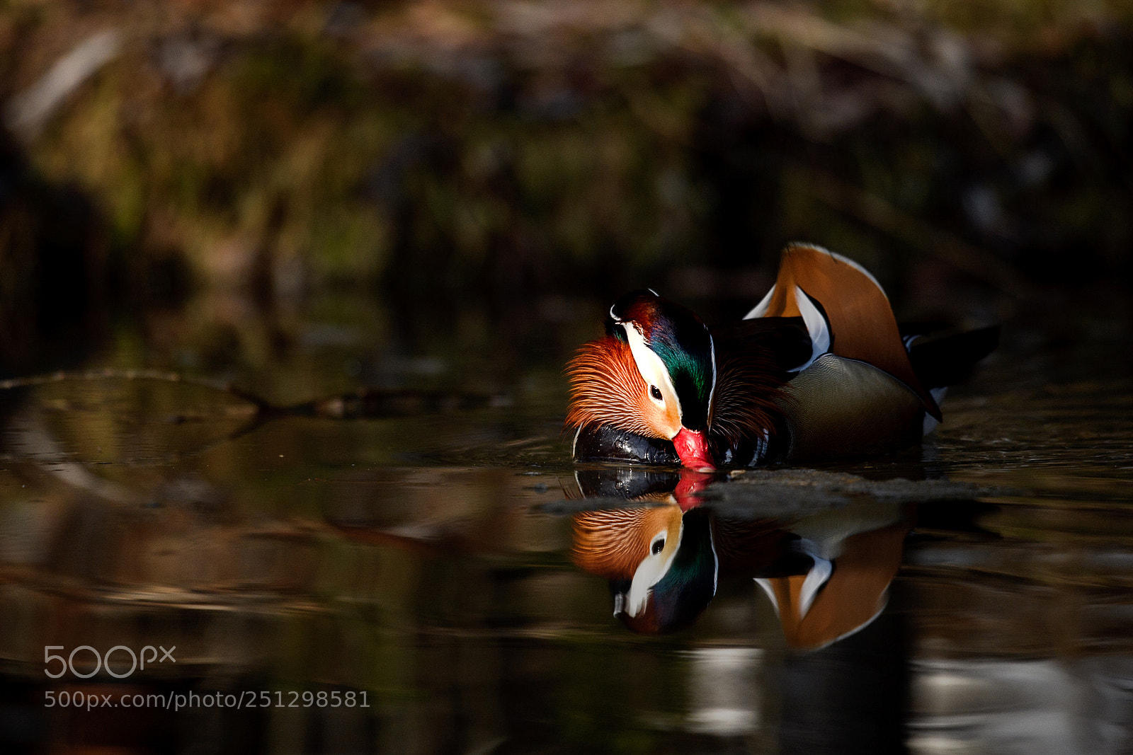 Nikon D5 sample photo. In the morning pond photography