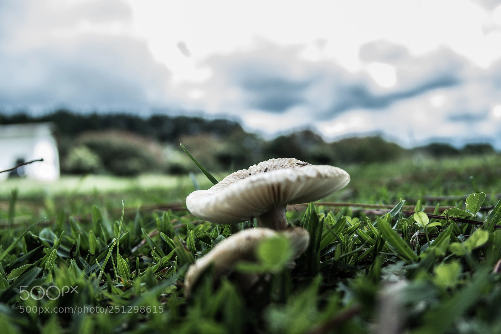 Samsung NX2000 sample photo. Mushrooms photography