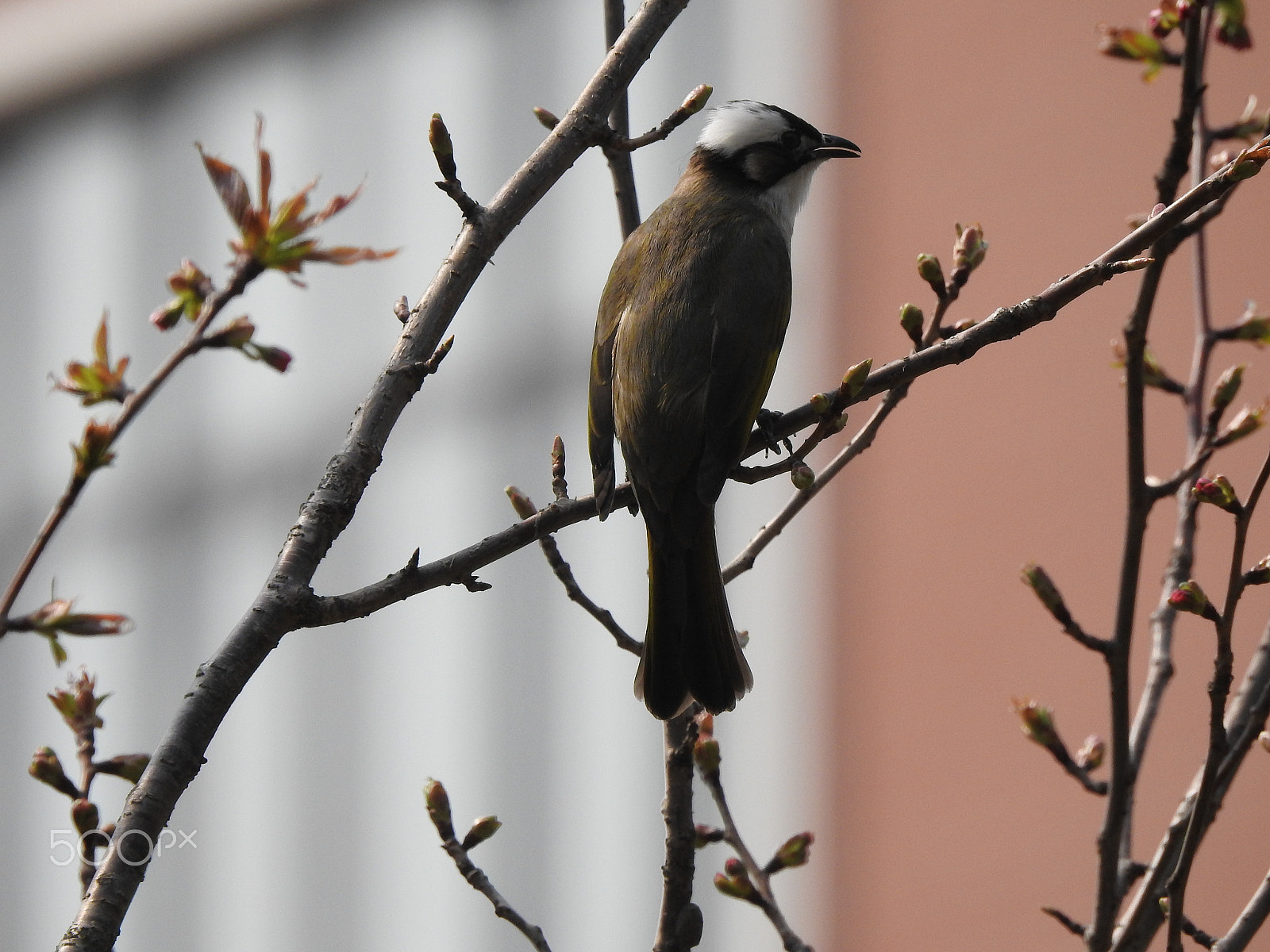 Nikon COOLPIX P900s sample photo. Perched in spring photography