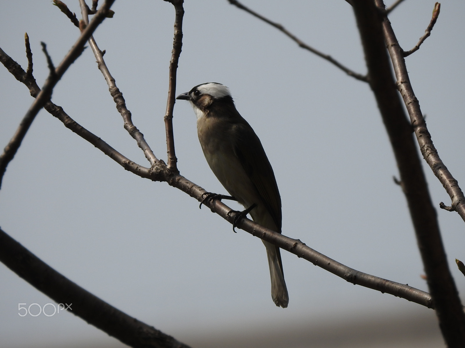 Nikon COOLPIX P900s sample photo. A perched chaffinch photography