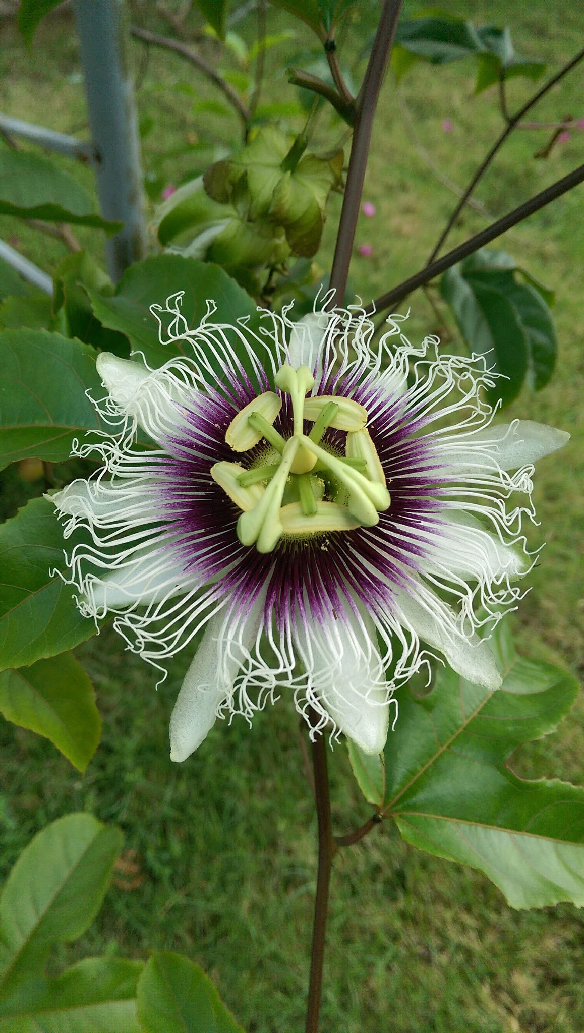 HTC ONE M8 sample photo