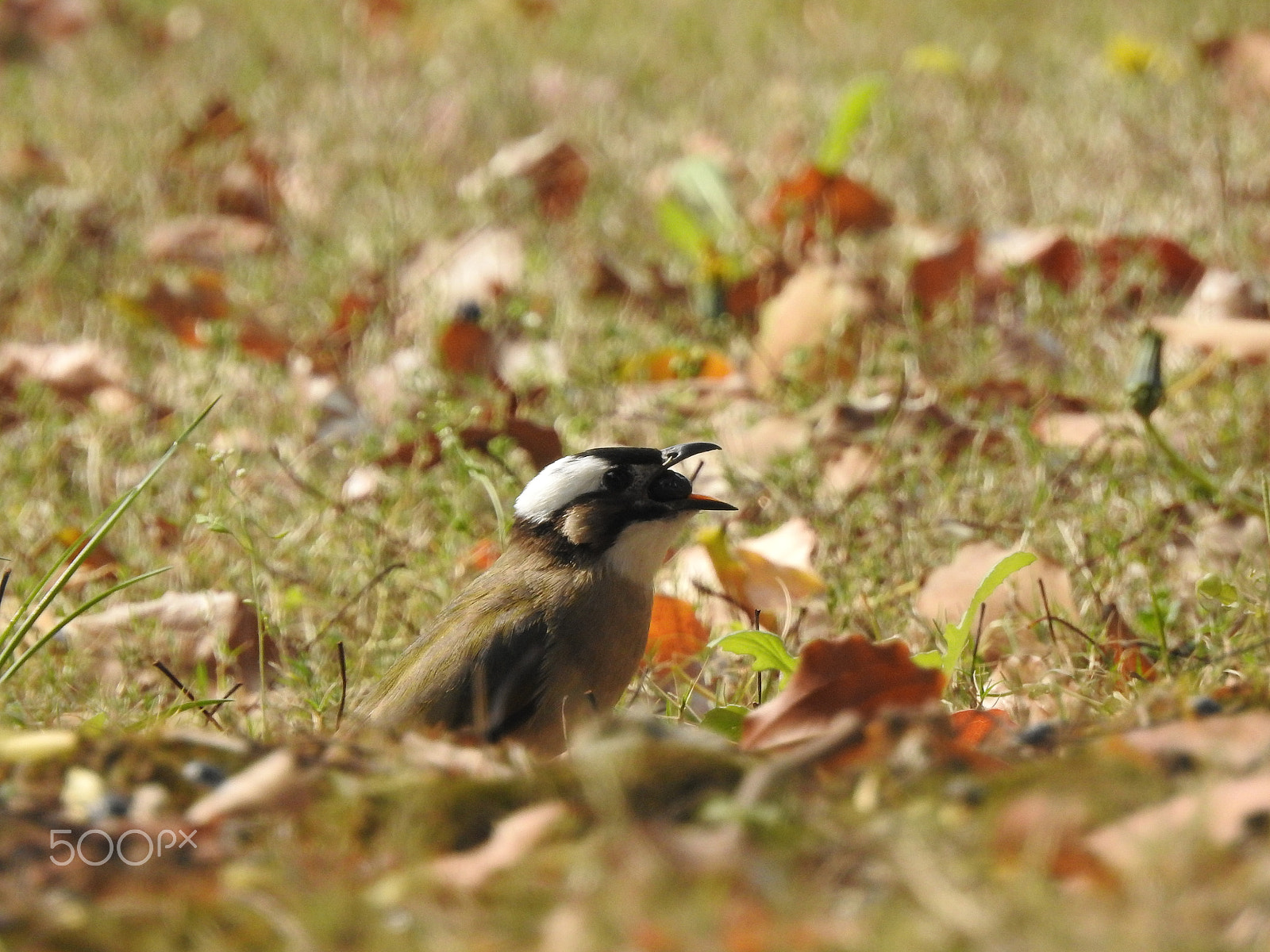 Nikon COOLPIX P900s sample photo. A bird collecting berries photography