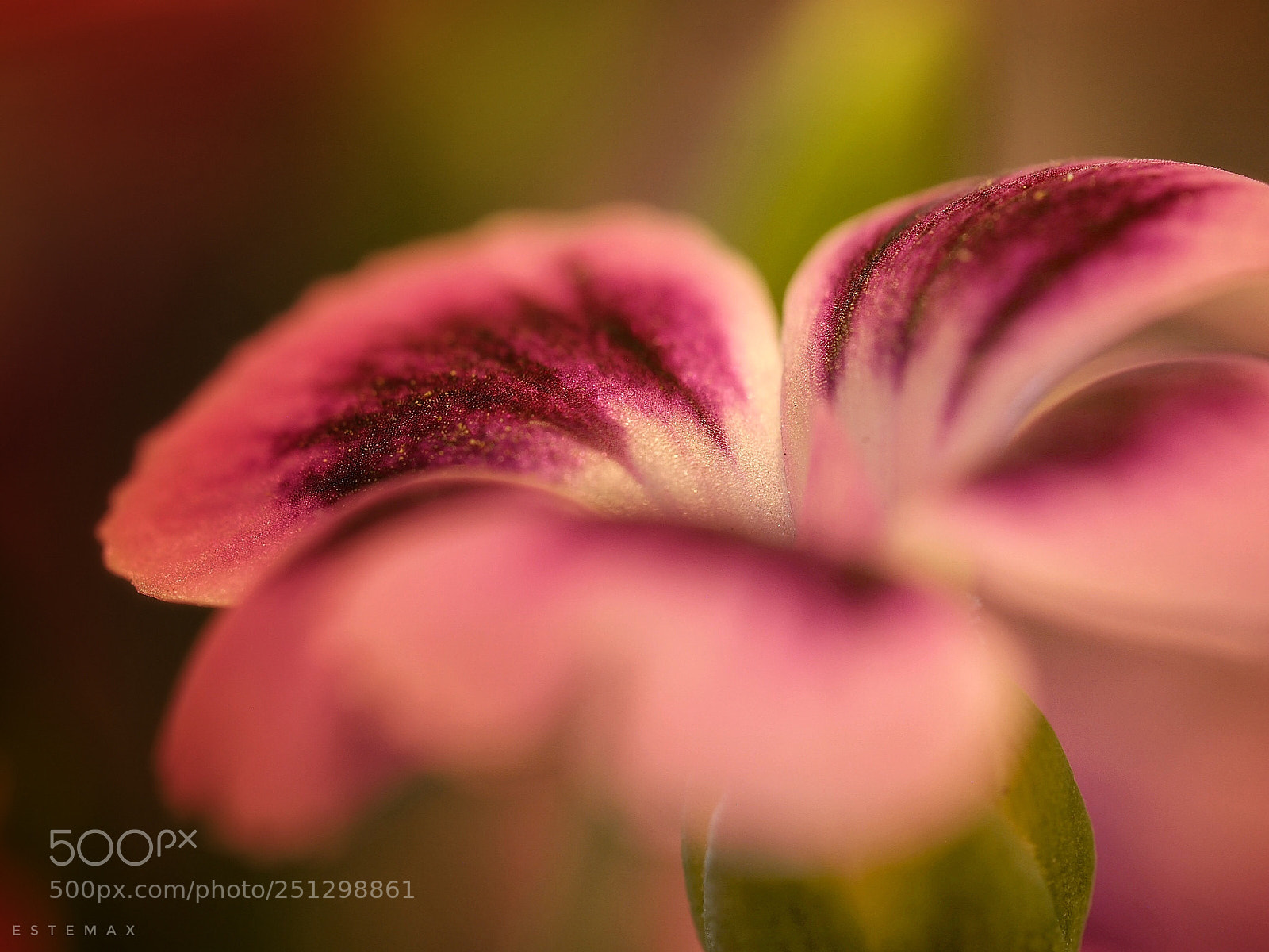 Olympus OM-D E-M1 sample photo. Little pink kiss  photography