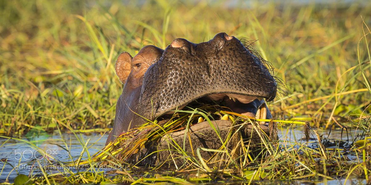 Canon EOS 7D Mark II sample photo. Safari time photography