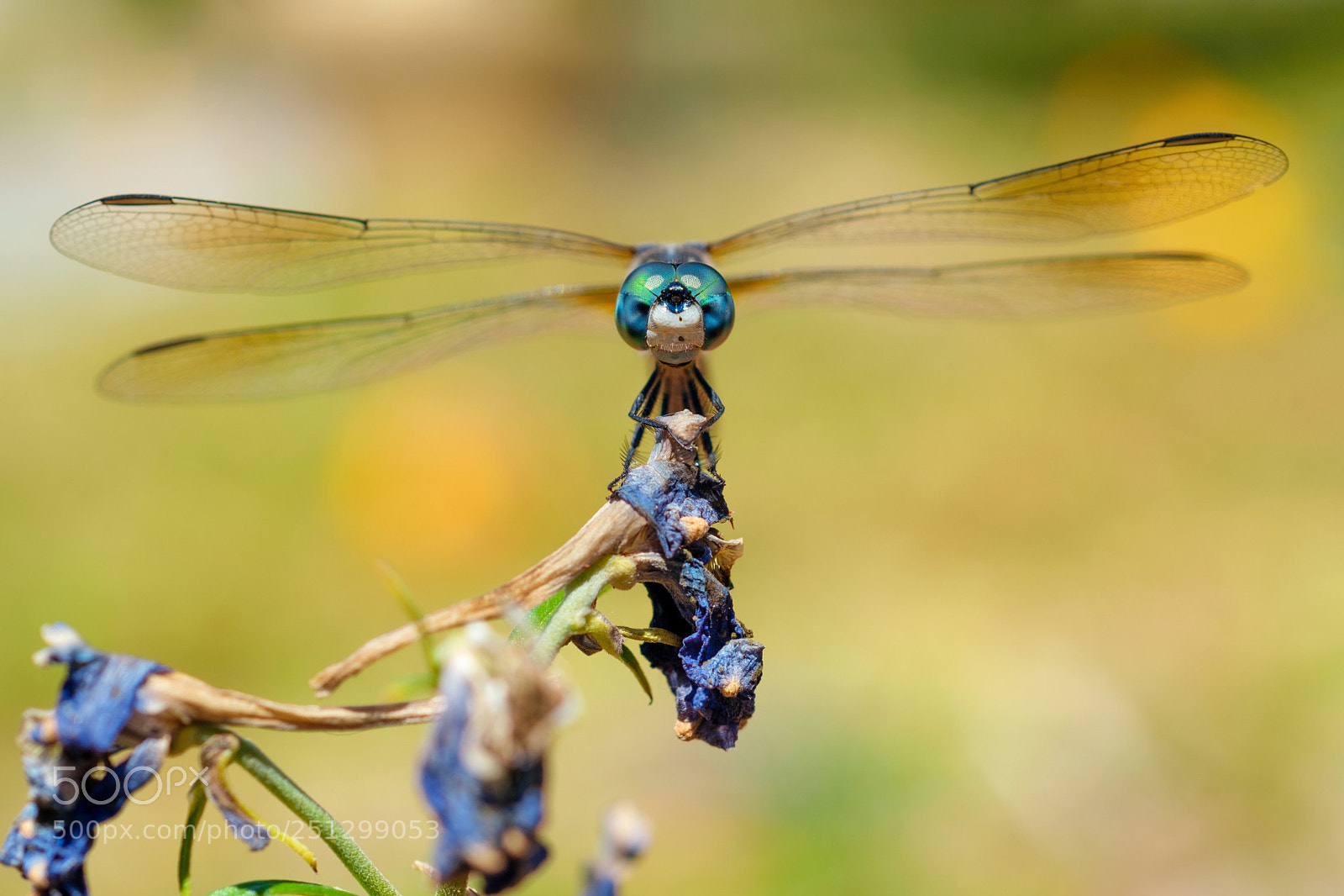 Fujifilm X-T2 sample photo. Blue dasher direct stare photography