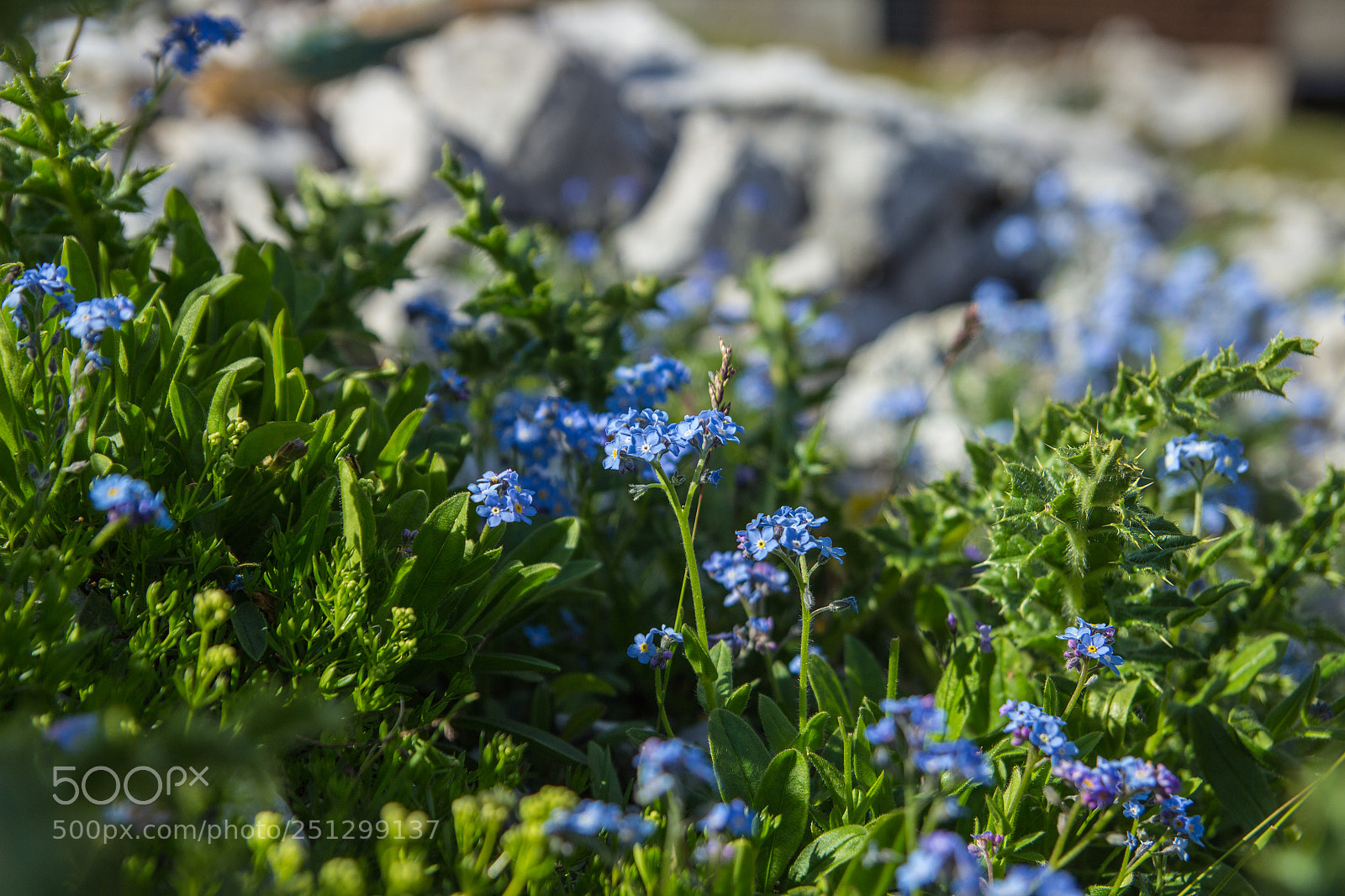 Canon EOS 600D (Rebel EOS T3i / EOS Kiss X5) sample photo. Mountain flowers photography