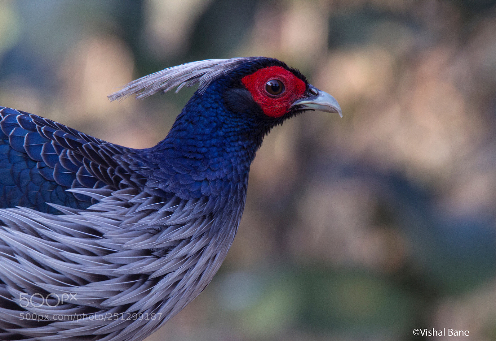 Canon EOS 600D (Rebel EOS T3i / EOS Kiss X5) sample photo. Kalij pheasant  photography