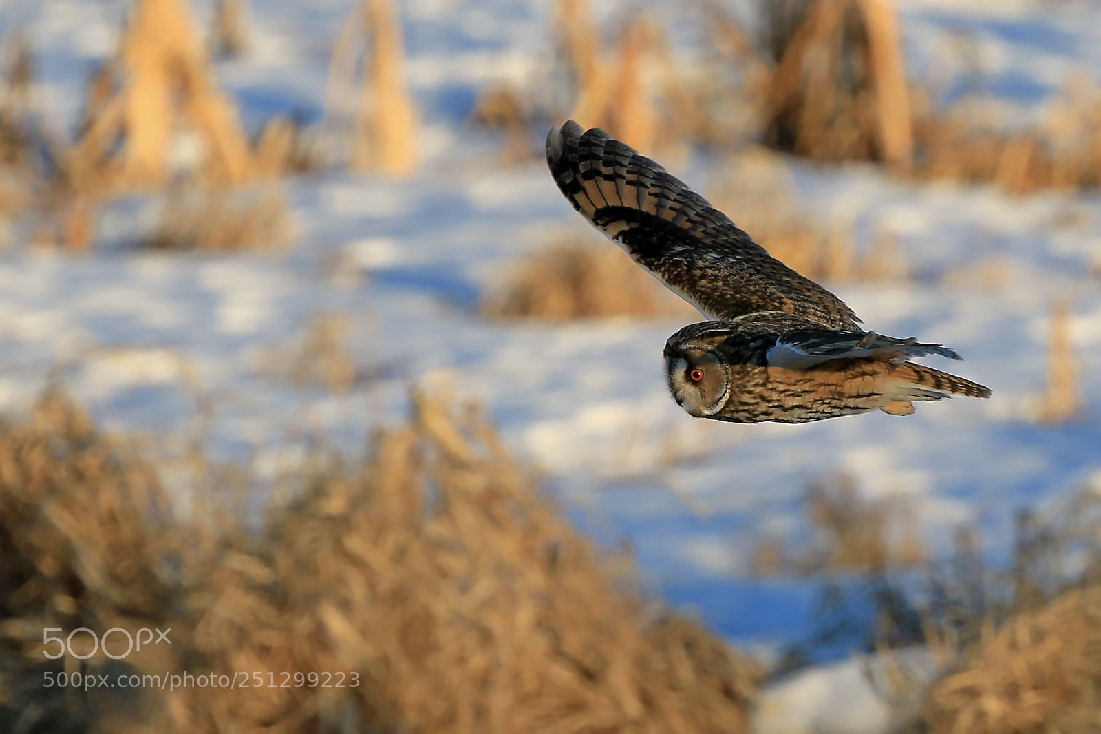 Canon EOS 7D Mark II sample photo. Long eared owl photography