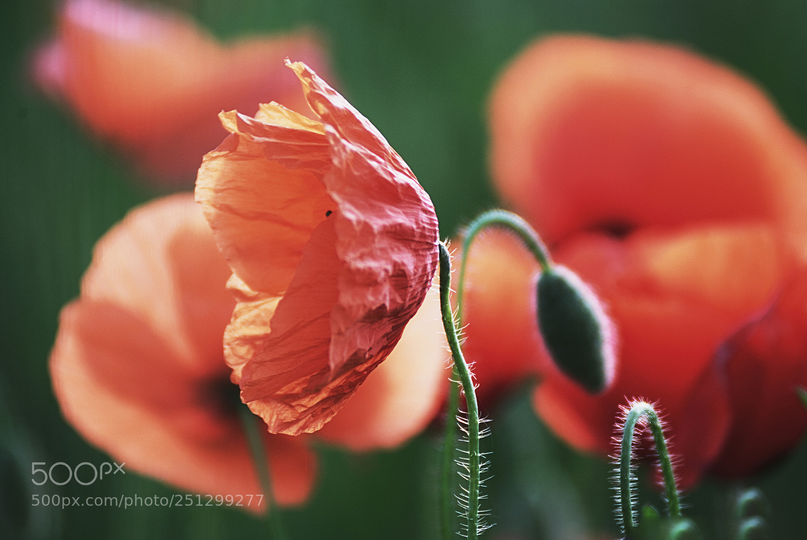 Nikon D3000 sample photo. Poppy photography